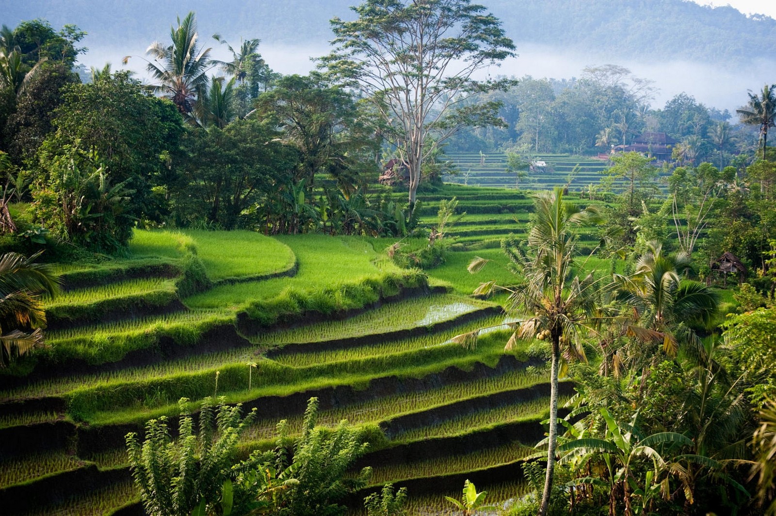 General 1600x1065 landscape photography morning sunlight rice fields palm trees shrubs hills green Bali Indonesia terraced field Agro (Plants)