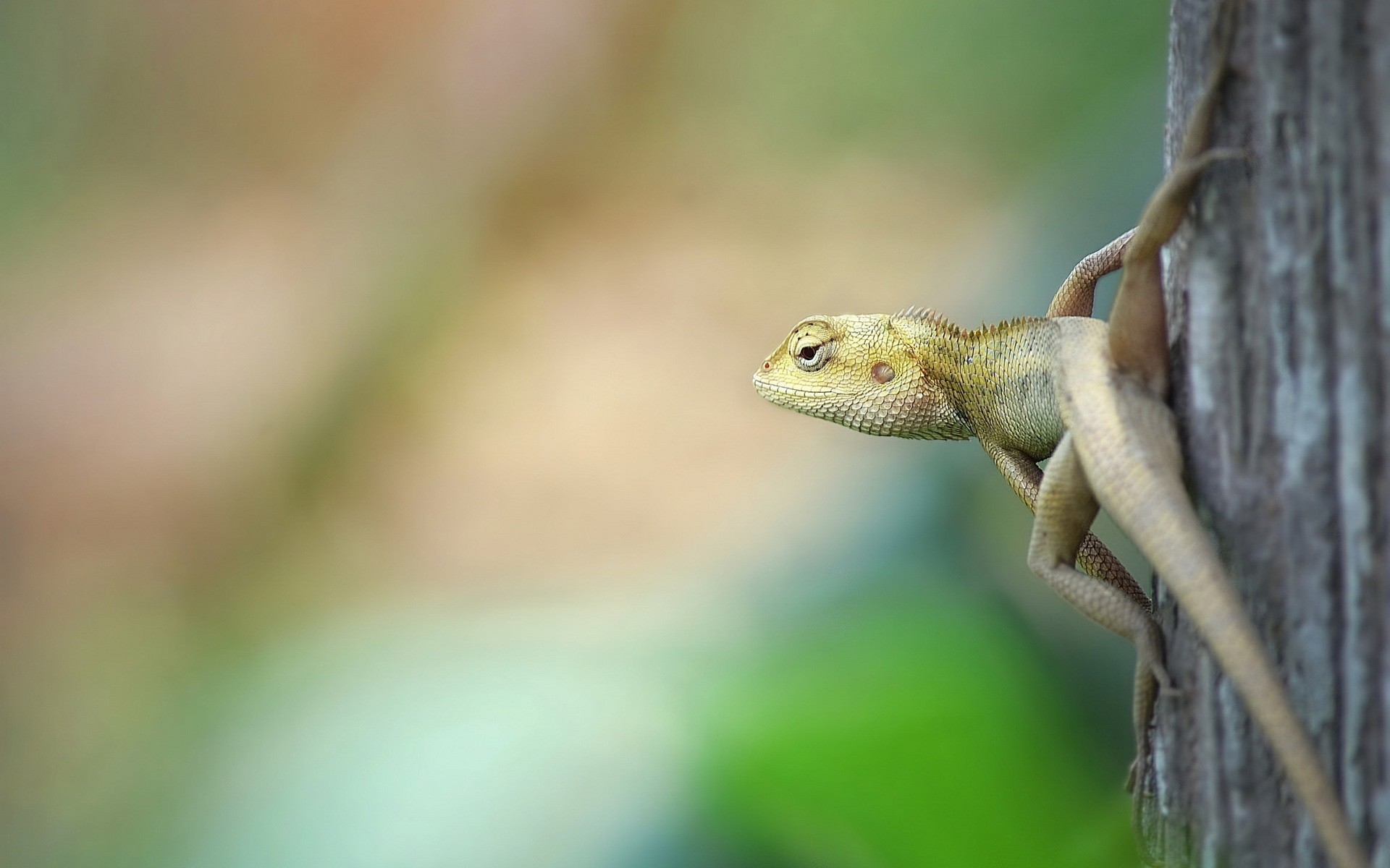 General 1920x1200 animals lizards reptiles closeup