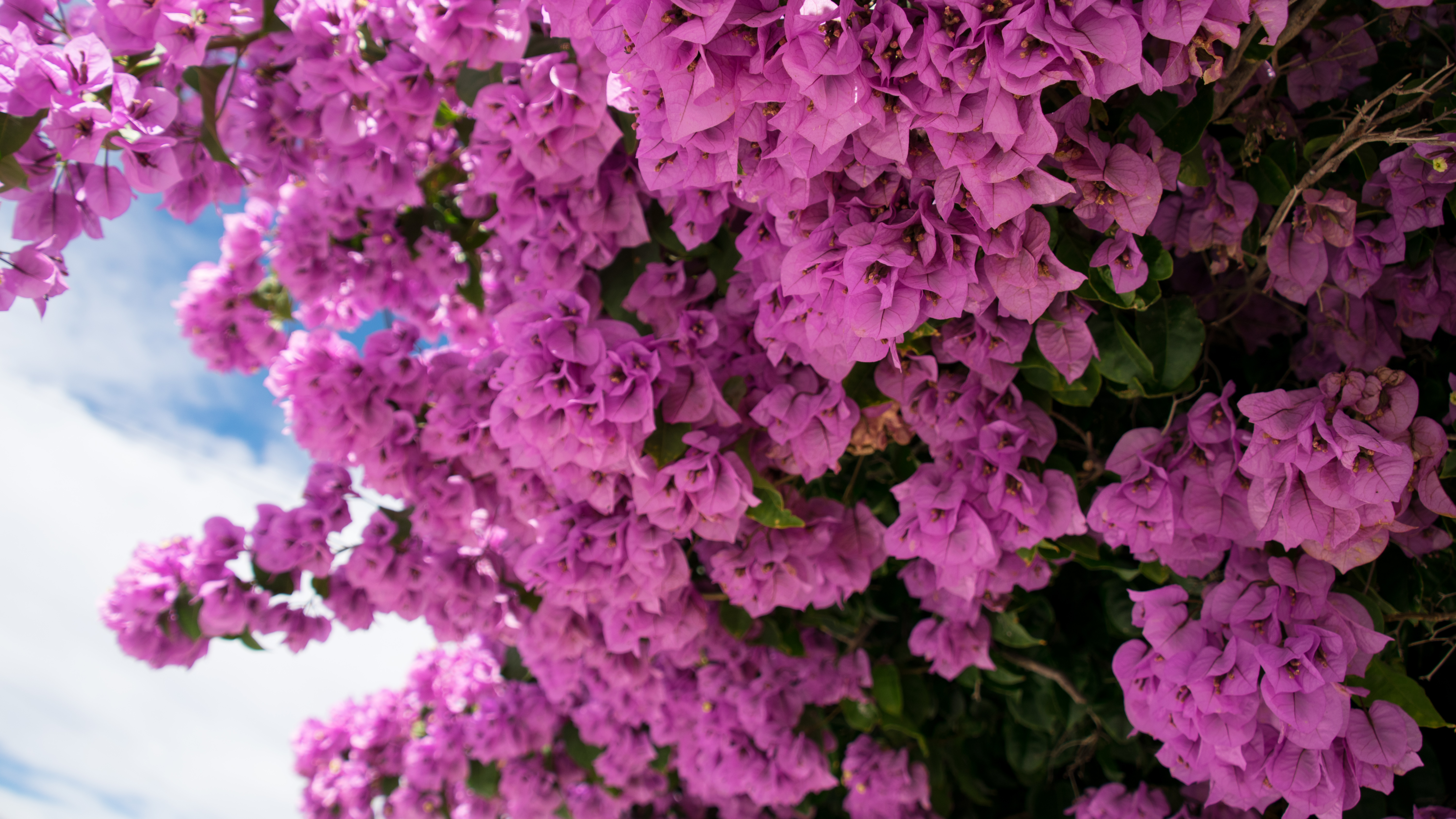 General 6000x3375 flowers pink nature bougainvillea