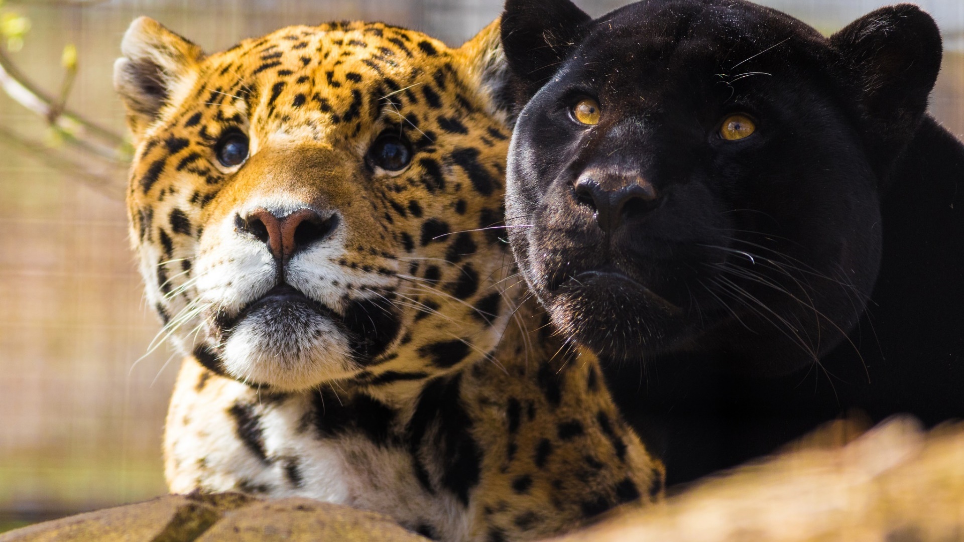 General 1920x1080 animals big cats jaguars panthers