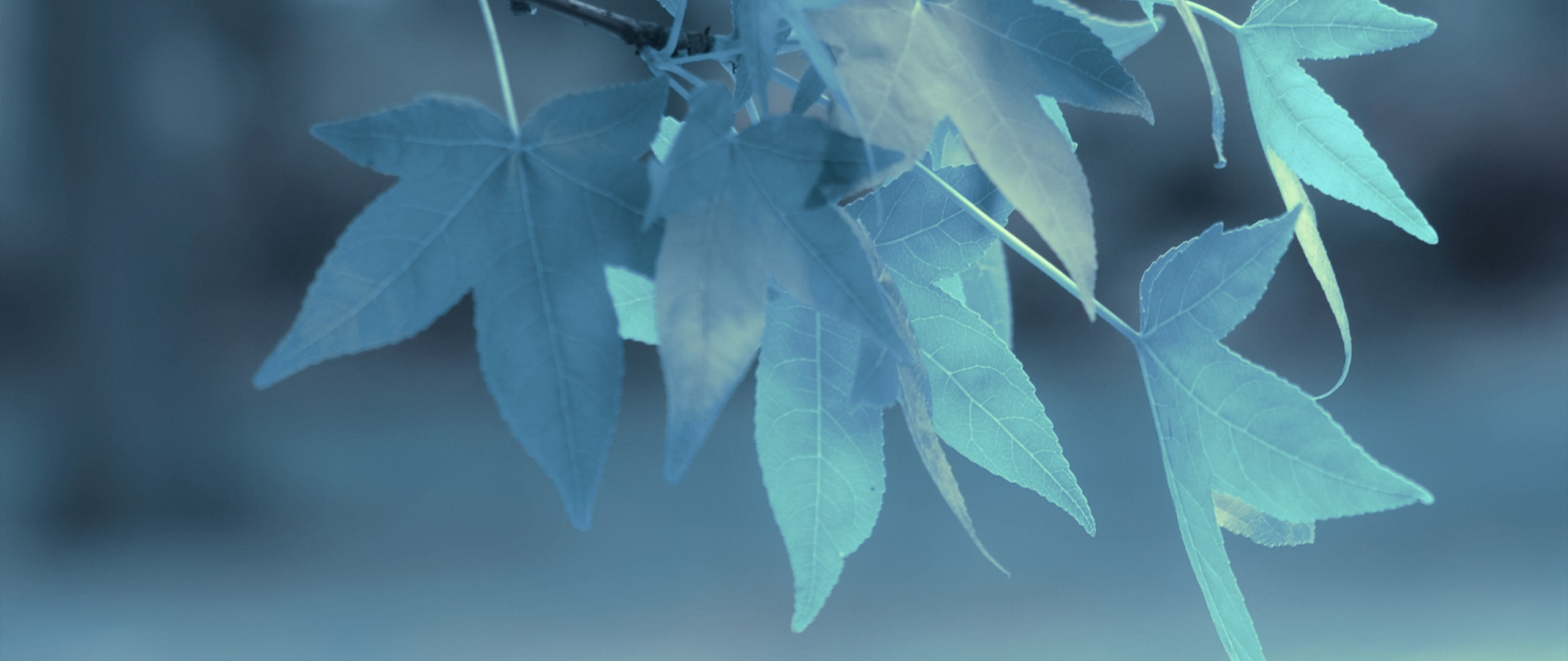 General 2560x1080 ultrawide depth of field nature leaves blue