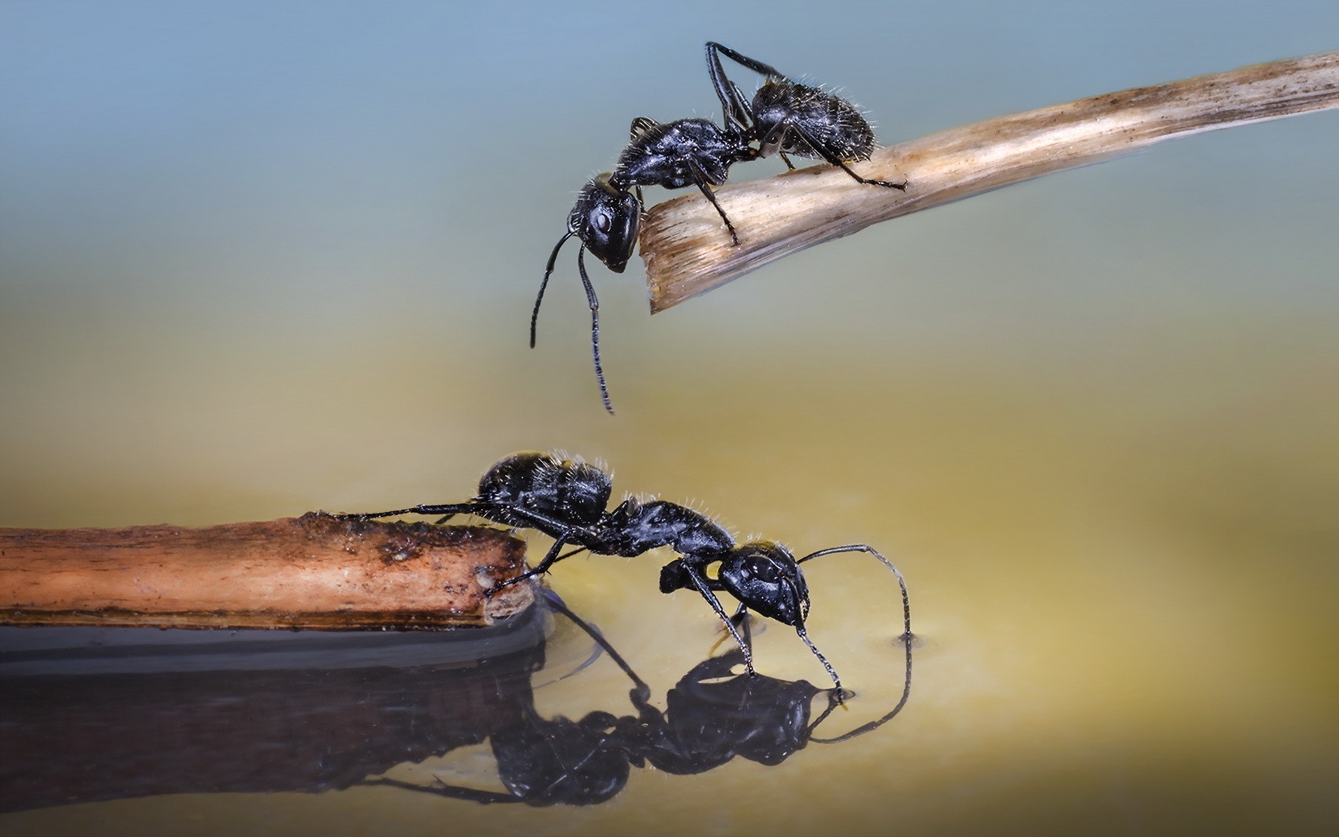 General 1920x1200 hymenoptera ants insect animals macro Camponotus