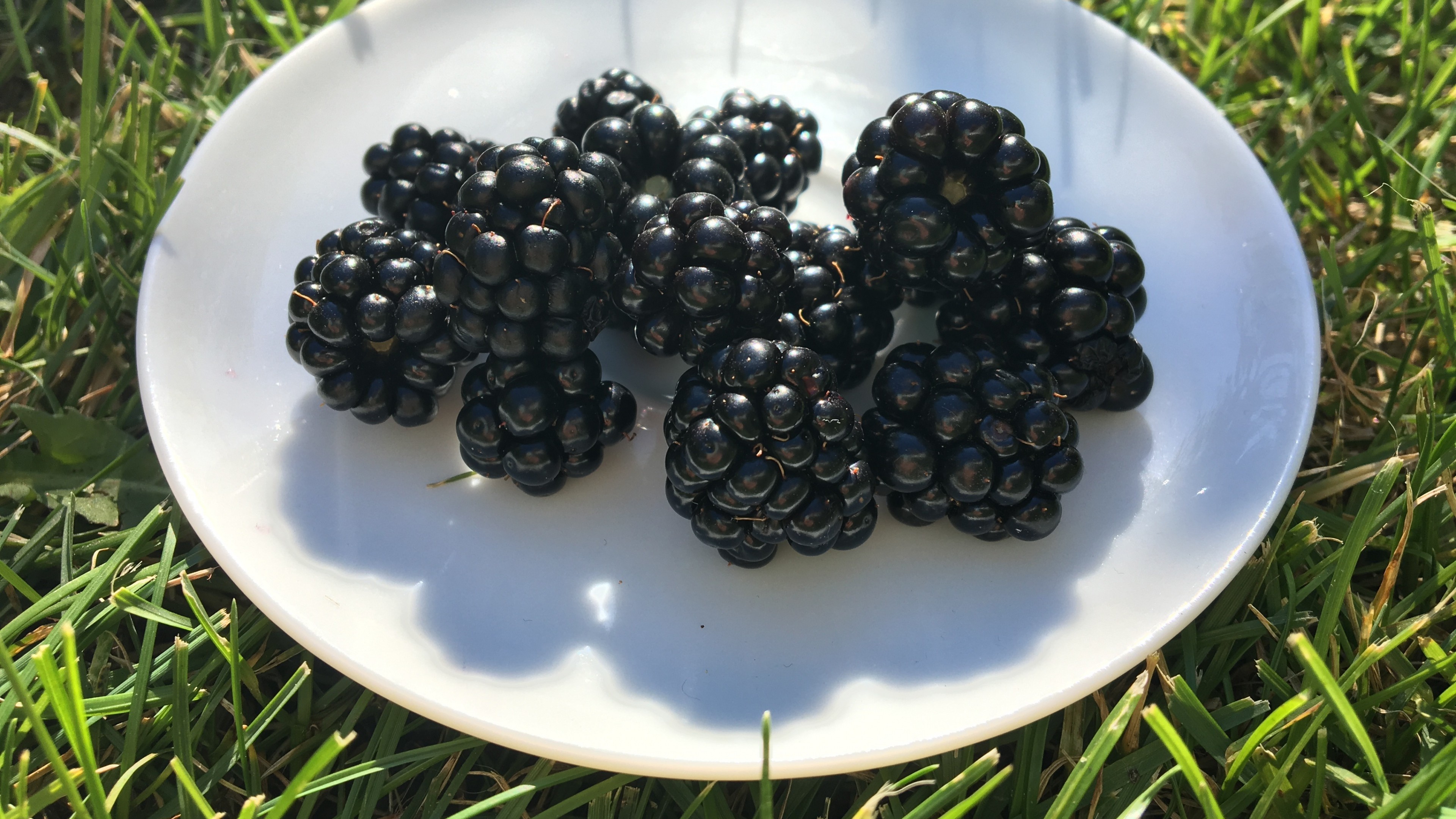 General 3840x2160 food berries fruit grass blackberries plates closeup sunlight