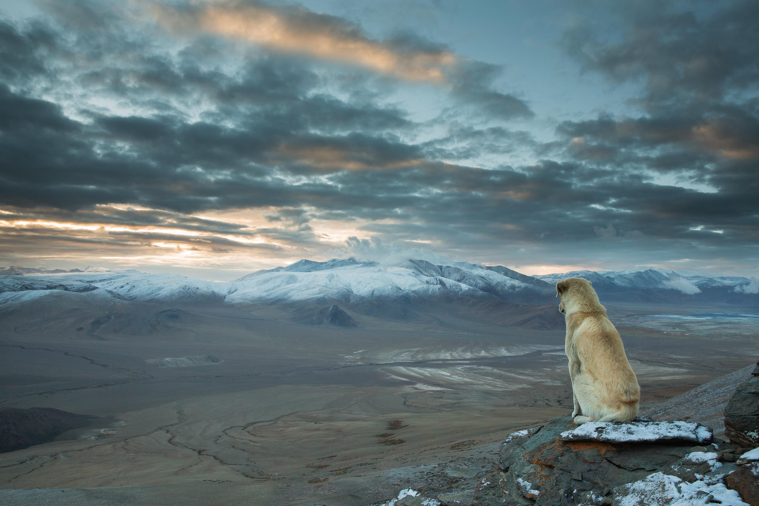 General 2500x1667 dog nature landscape mountains India Himalayas animals mammals panorama sky clouds
