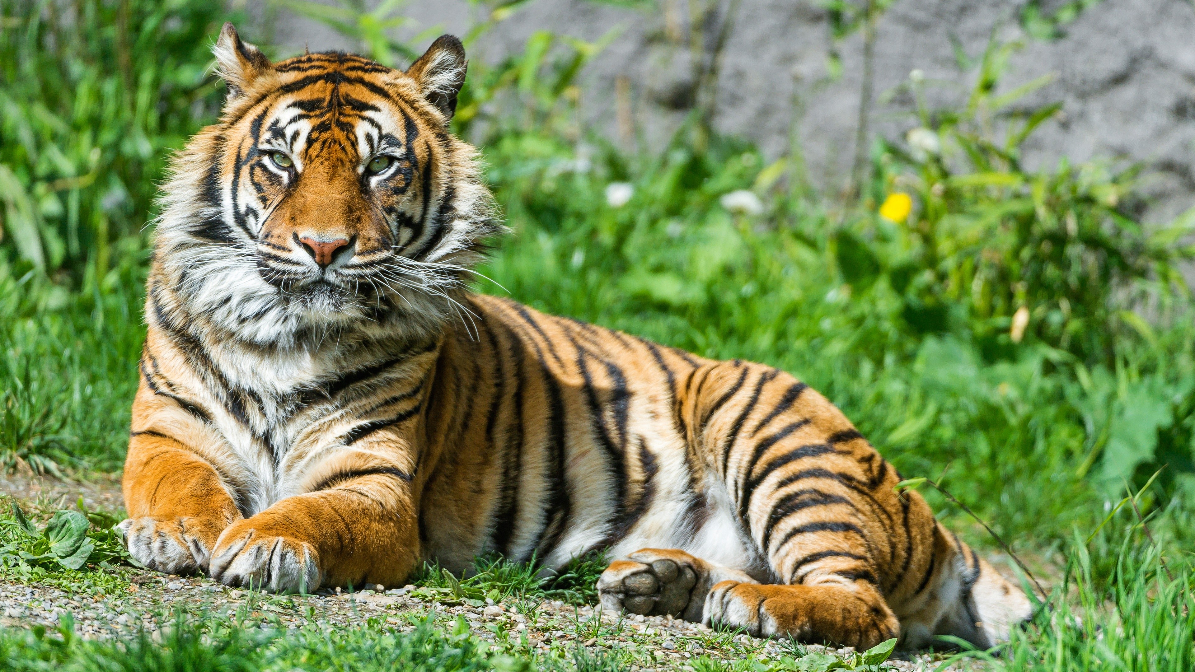 General 3840x2160 animals tiger big cats