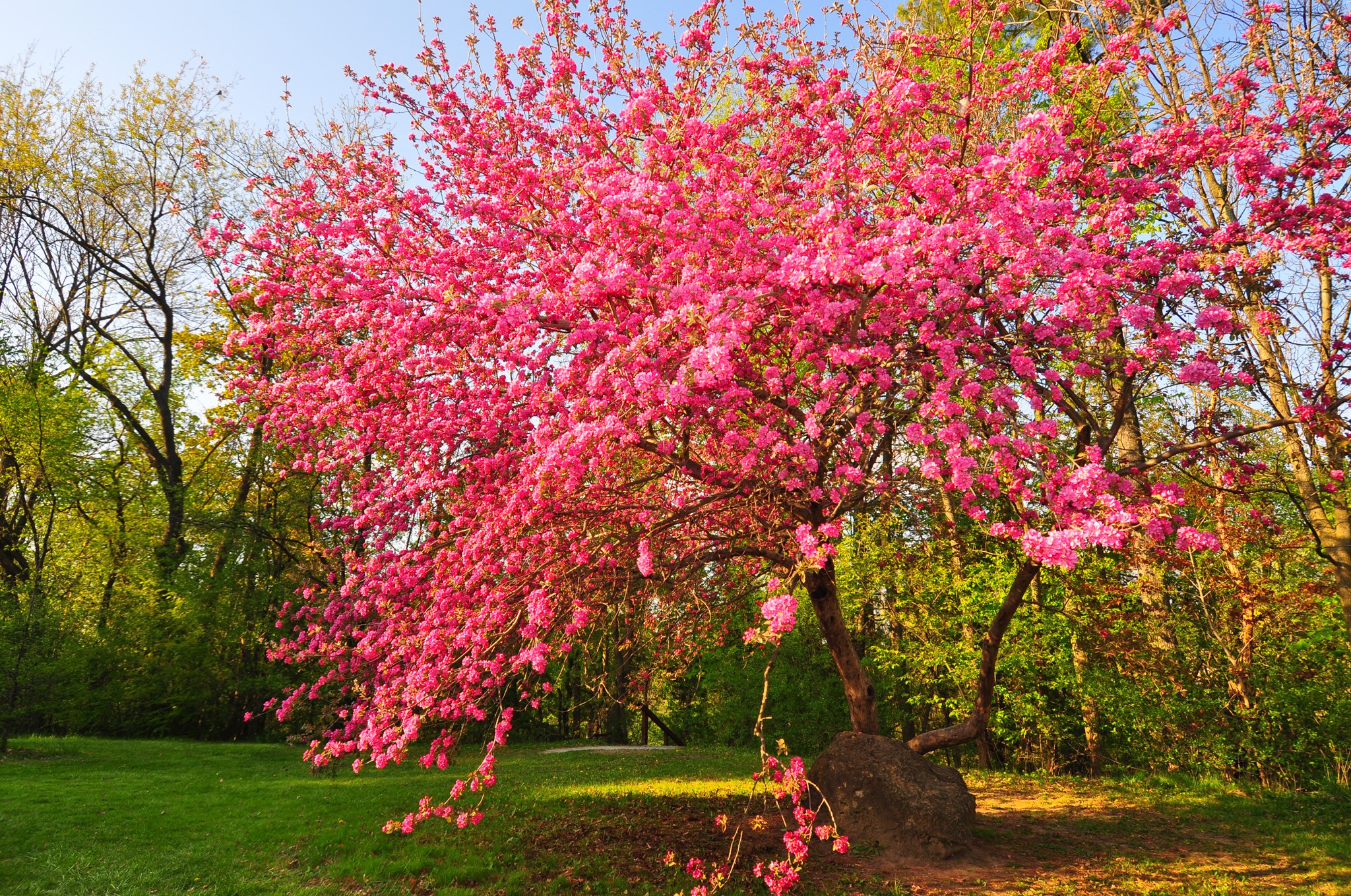 General 2048x1359 trees blossoms colorful garden