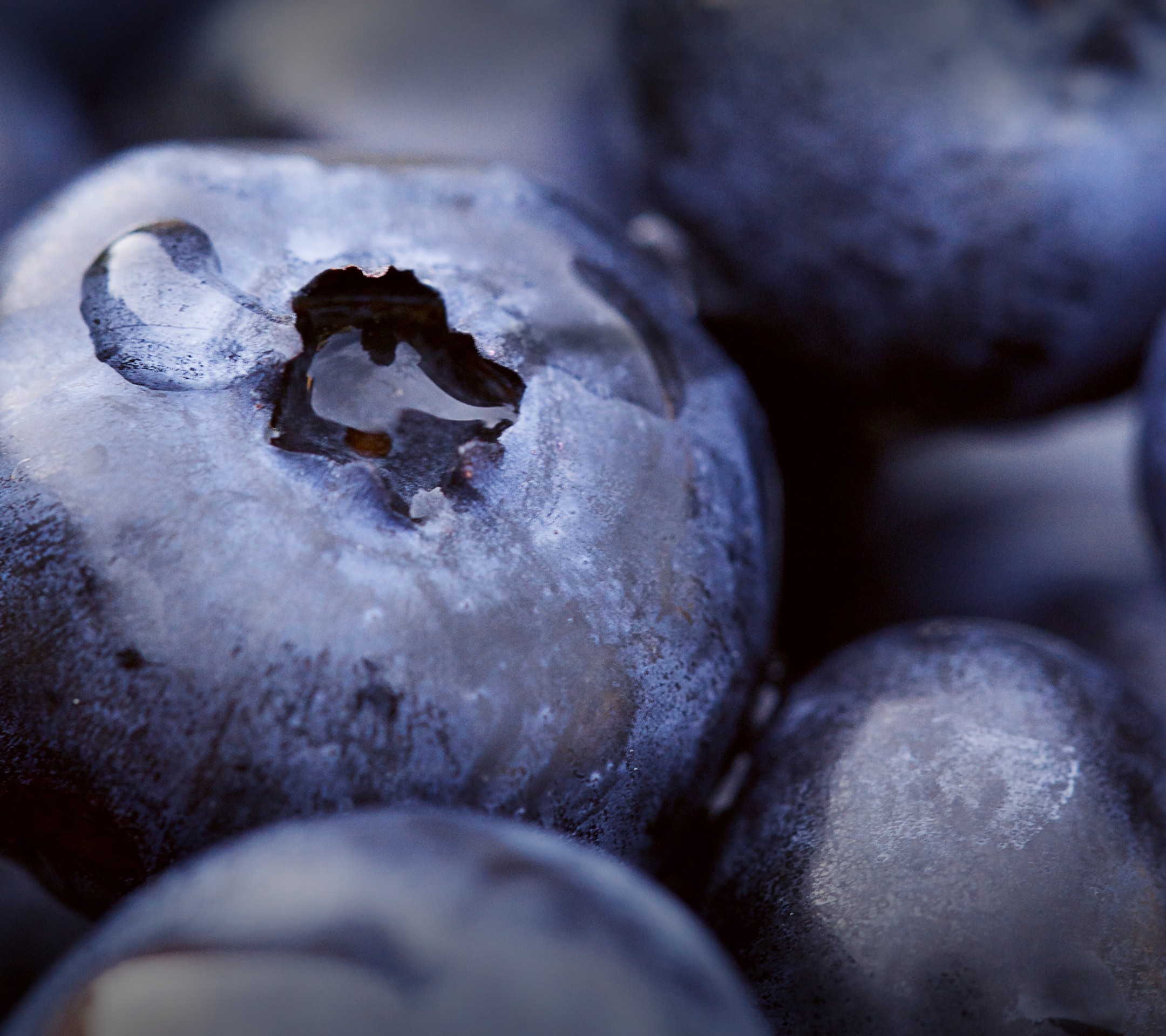 General 2160x1920 macro fruit food blueberries