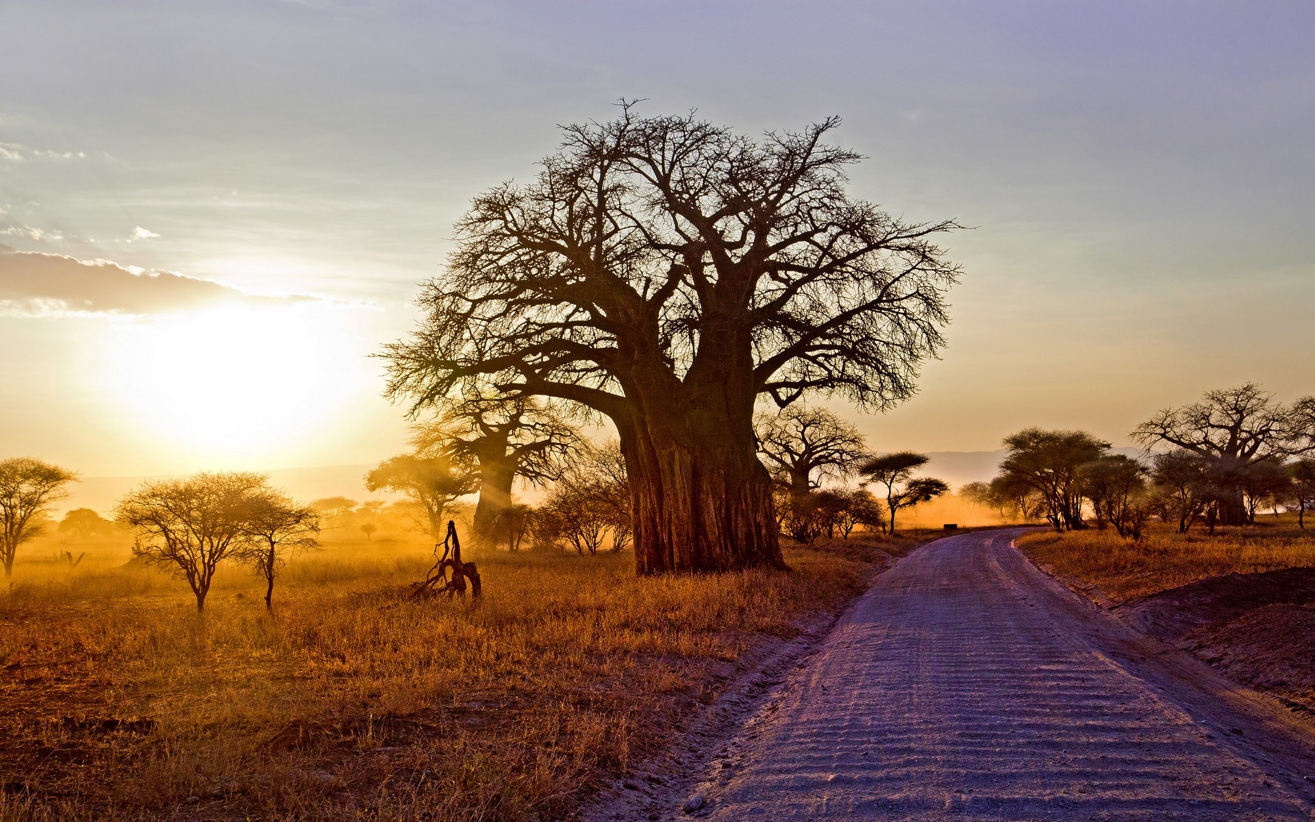 General 1920x1200 landscape nature baobab trees dry grass dirt road shrubs sunset Africa Tanzania sunlight road