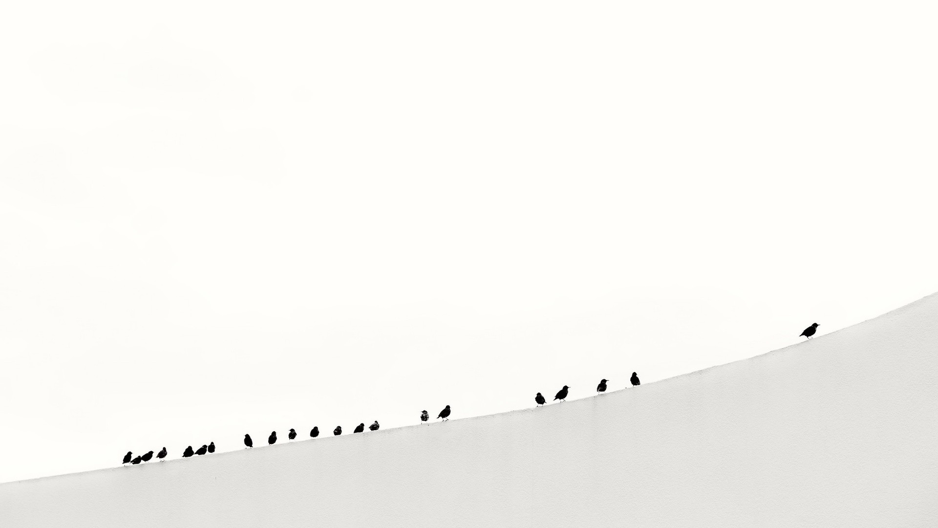 General 1920x1080 nature animals birds monochrome winter snow hills minimalism photography