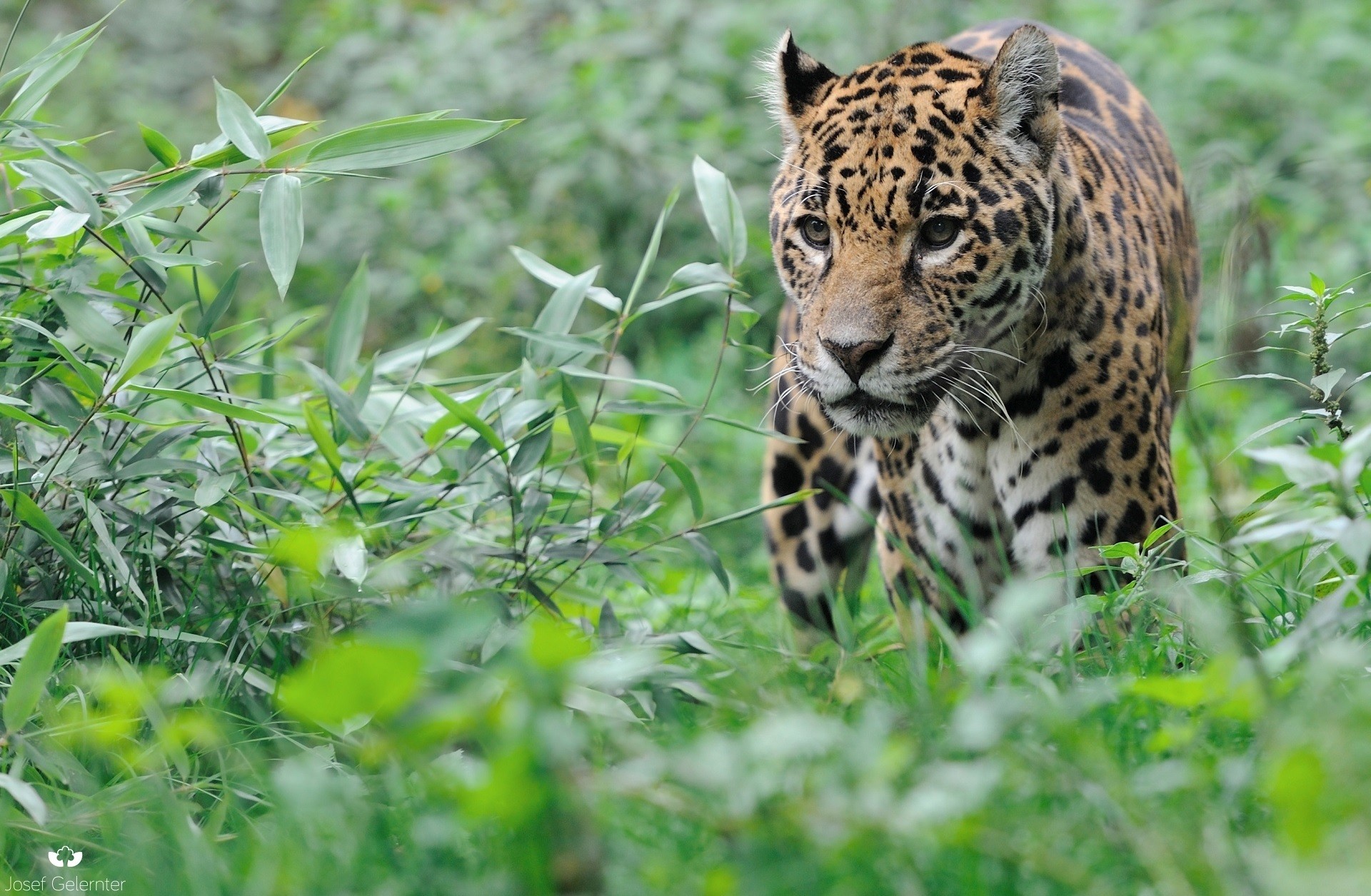 General 1920x1255 animals feline leopard bushes jaguars
