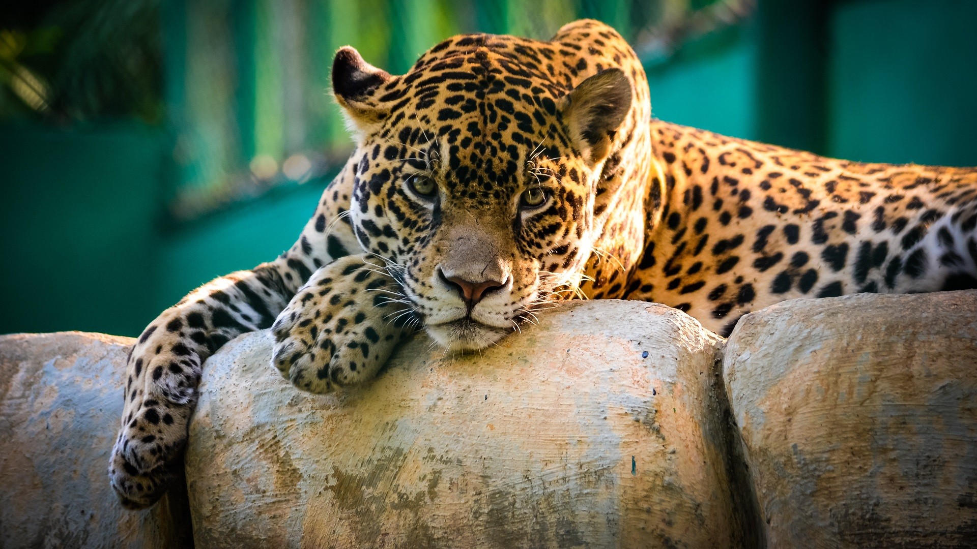 General 1920x1080 jaguars animals big cats mammals