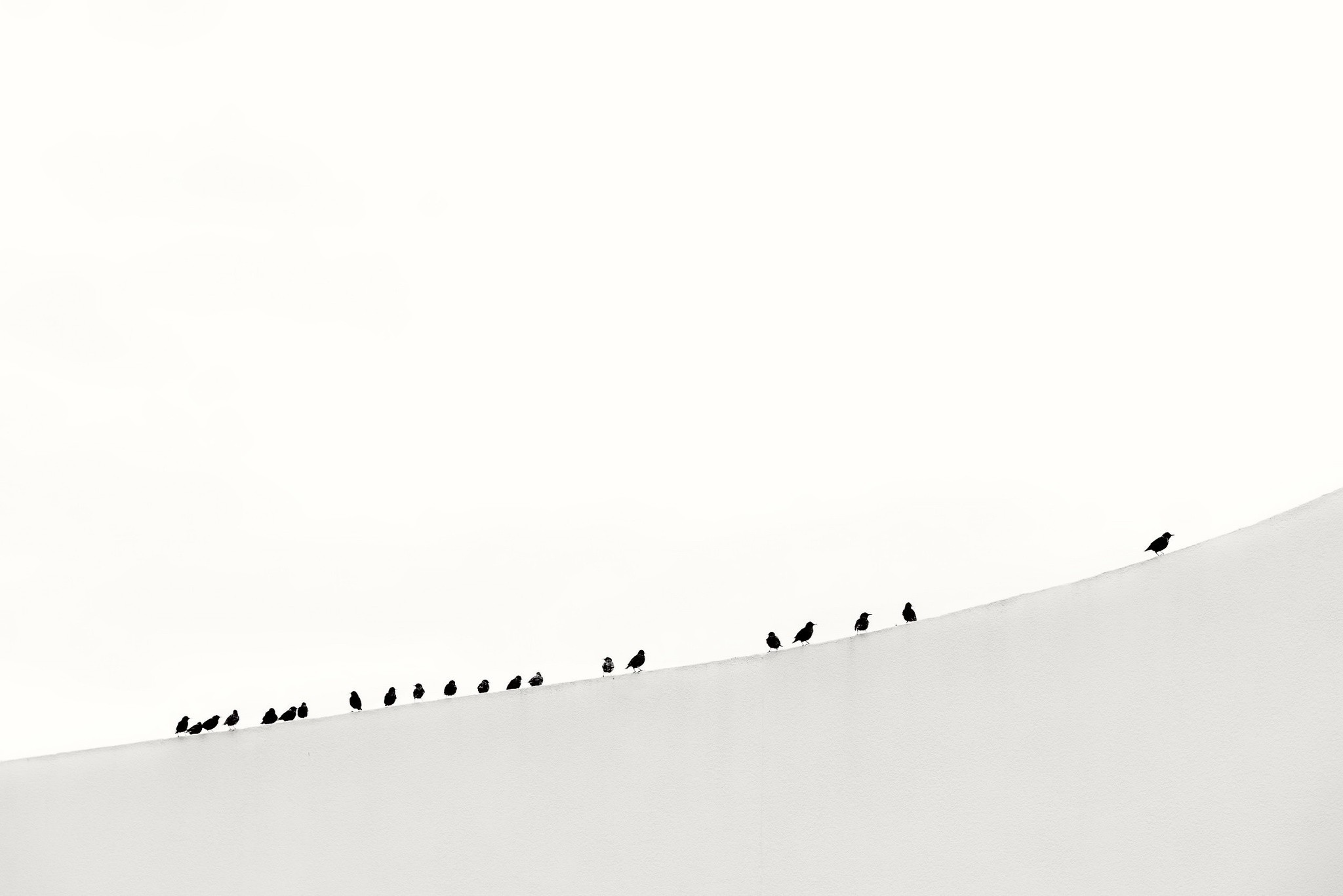 General 2048x1367 minimalism animals birds