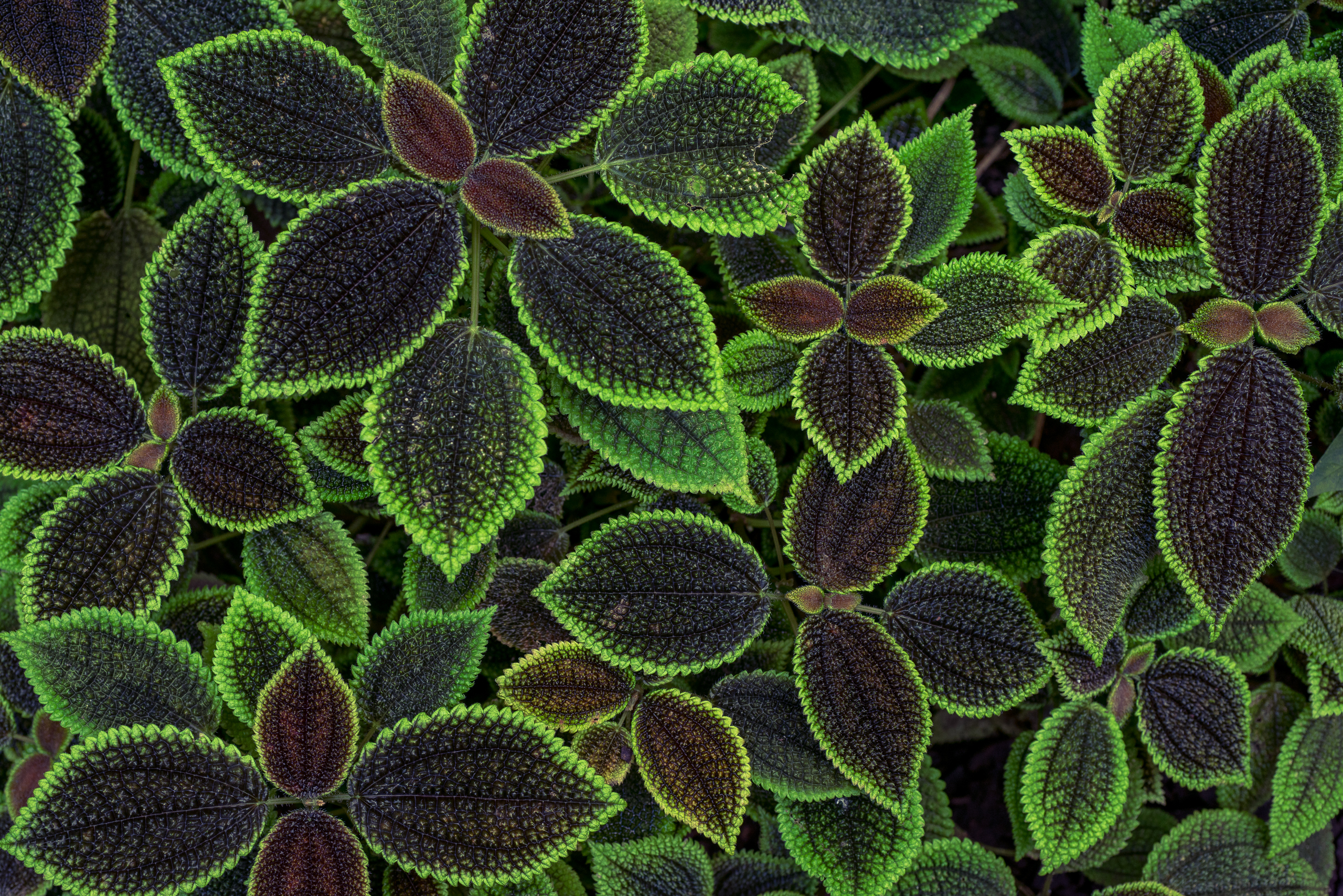 General 2560x1709 macro leaves plants green coleus