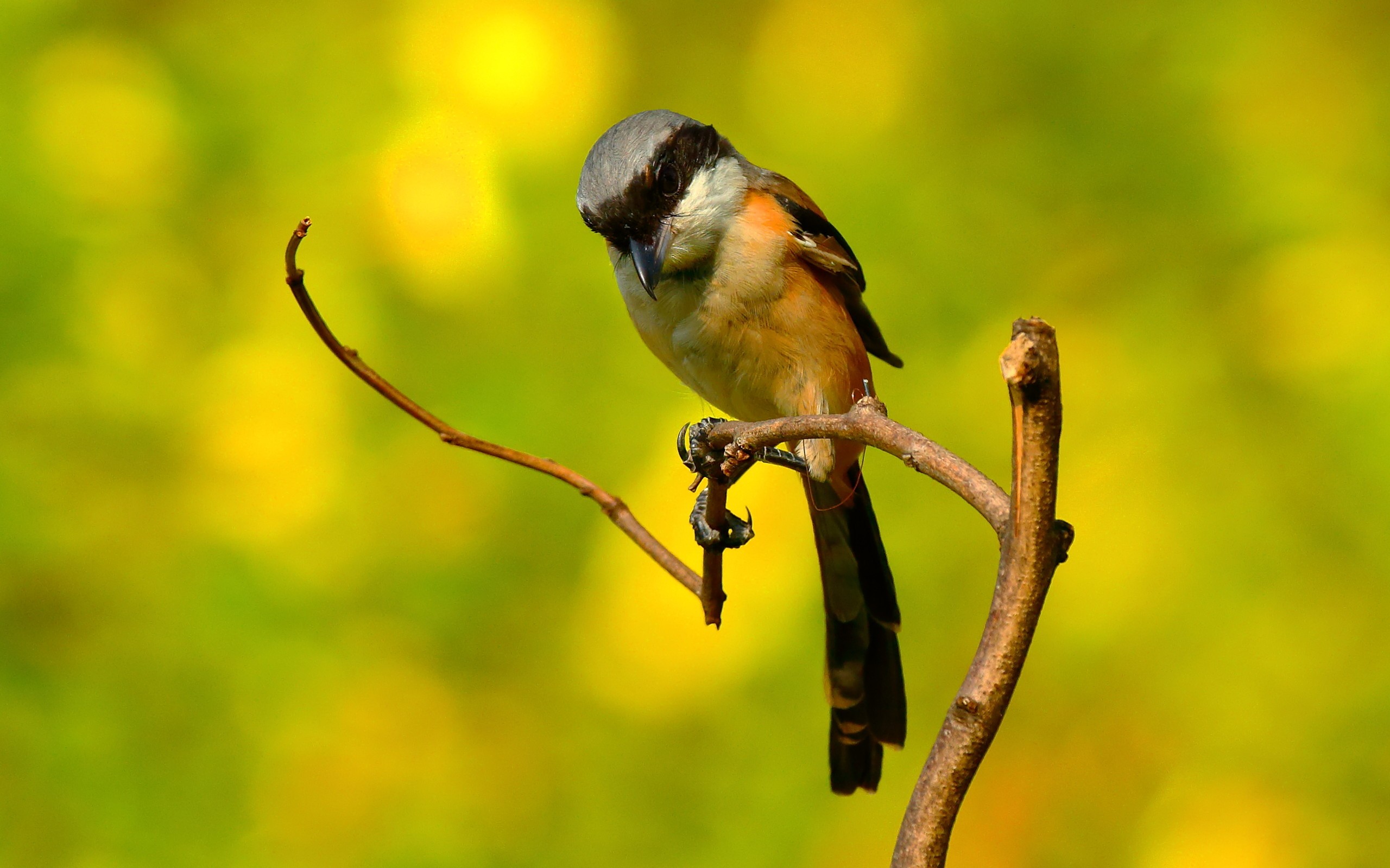 General 2560x1600 nature photography birds animals colorful twigs simple background
