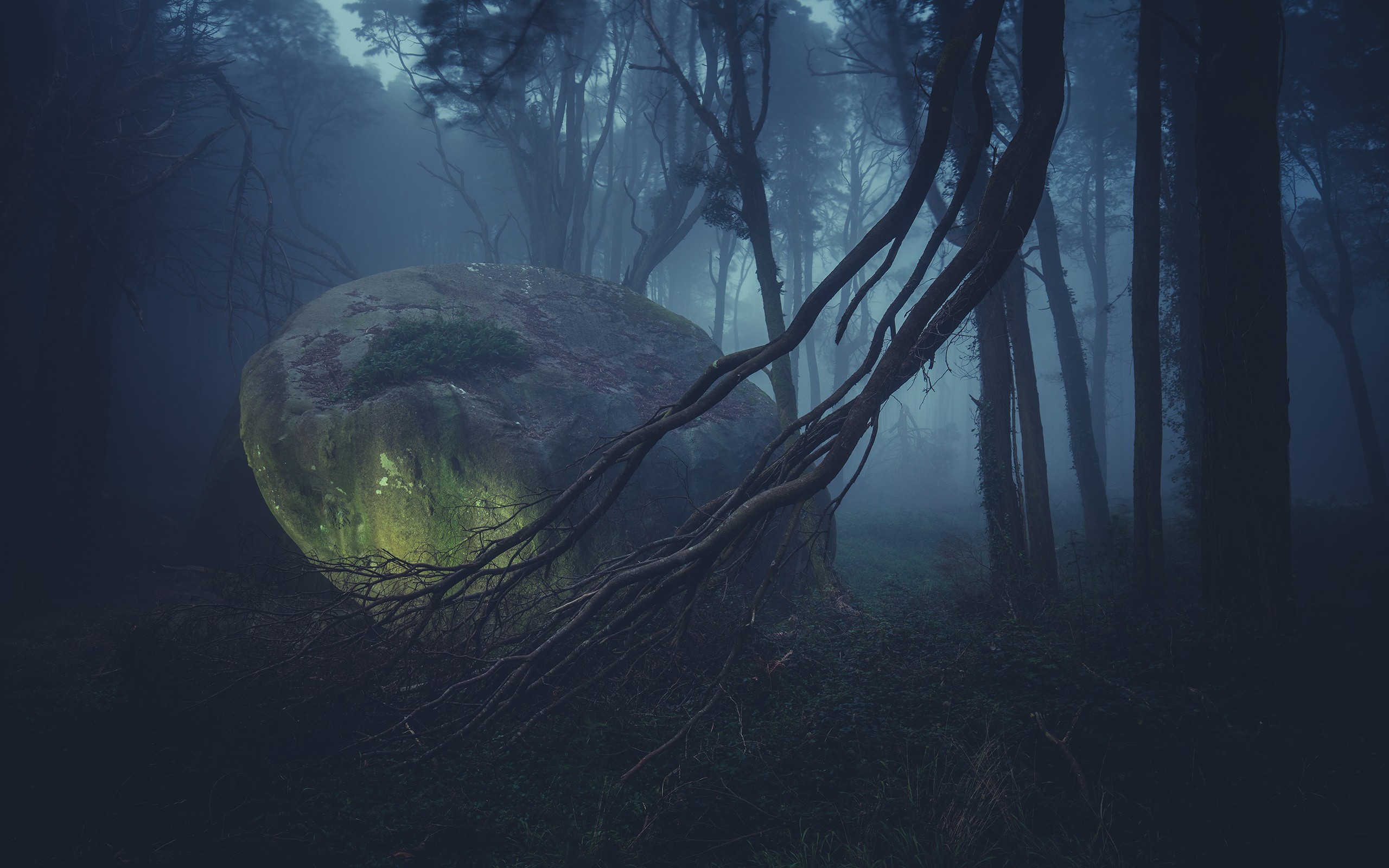 General 2560x1600 forest rocks mist deep forest branch nature creepy trees plants low light