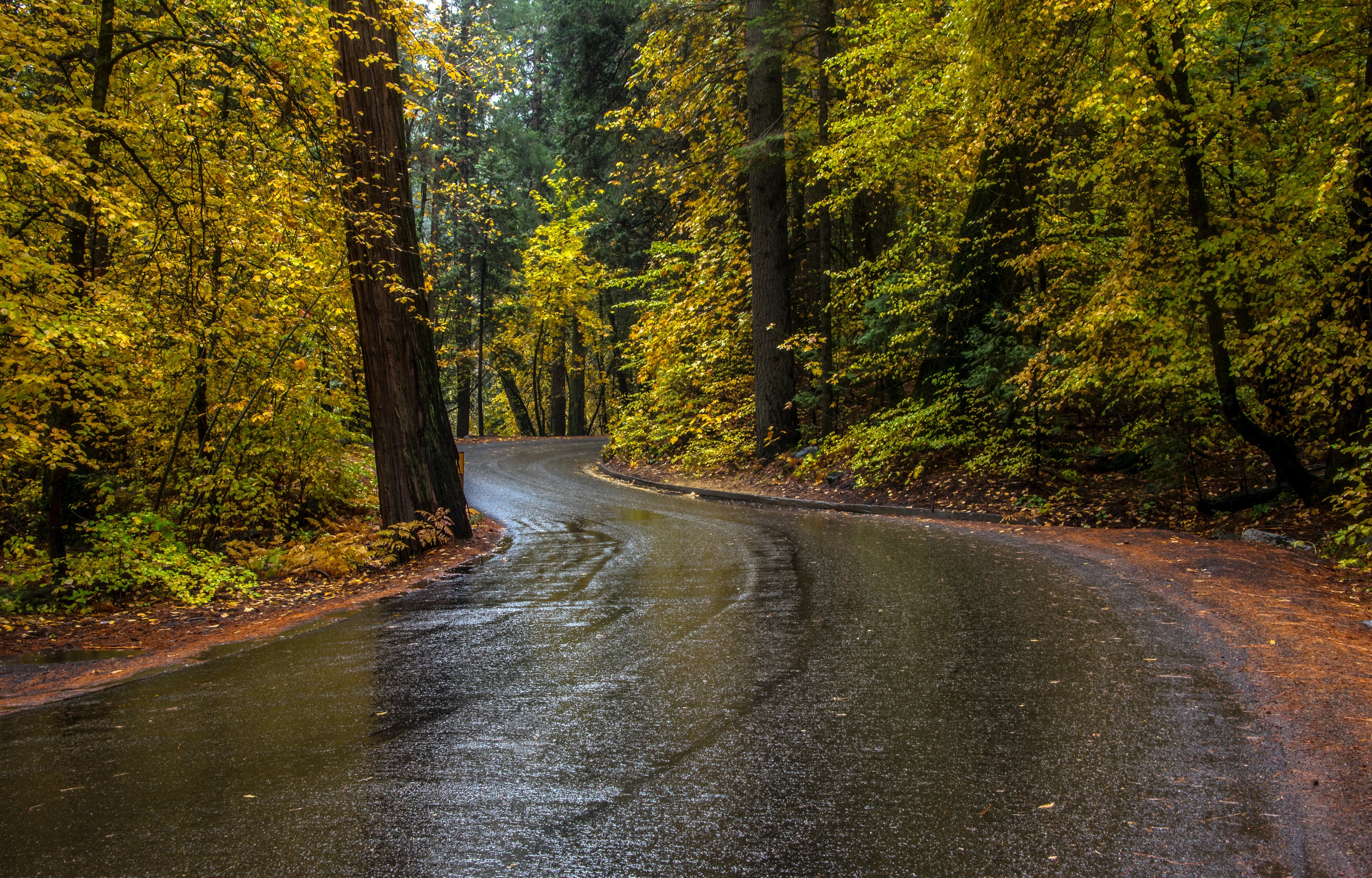General 5000x3200 street wet street road forest fall foliage asphalt yellow