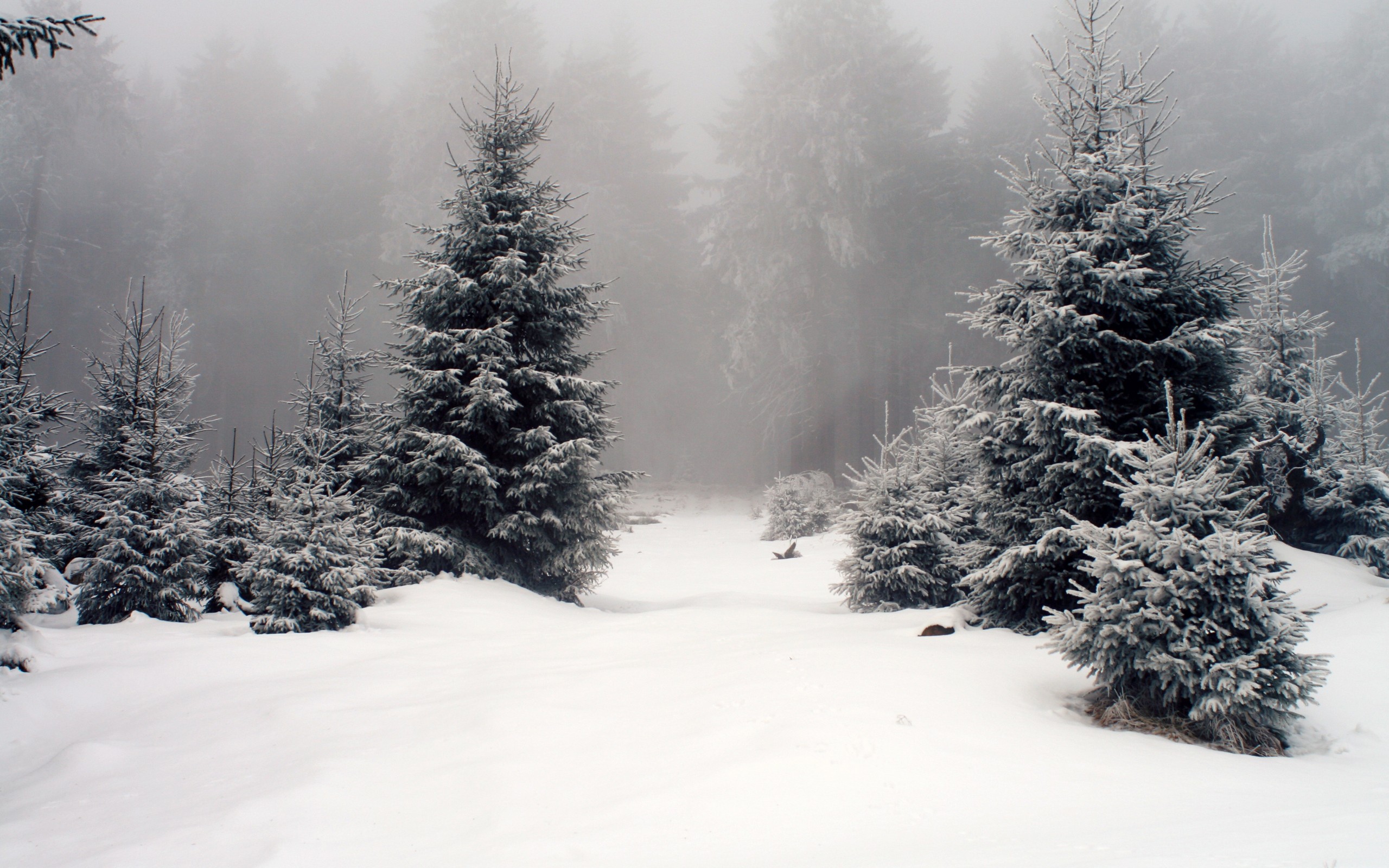 General 2560x1600 nature trees forest snow mist winter cold outdoors