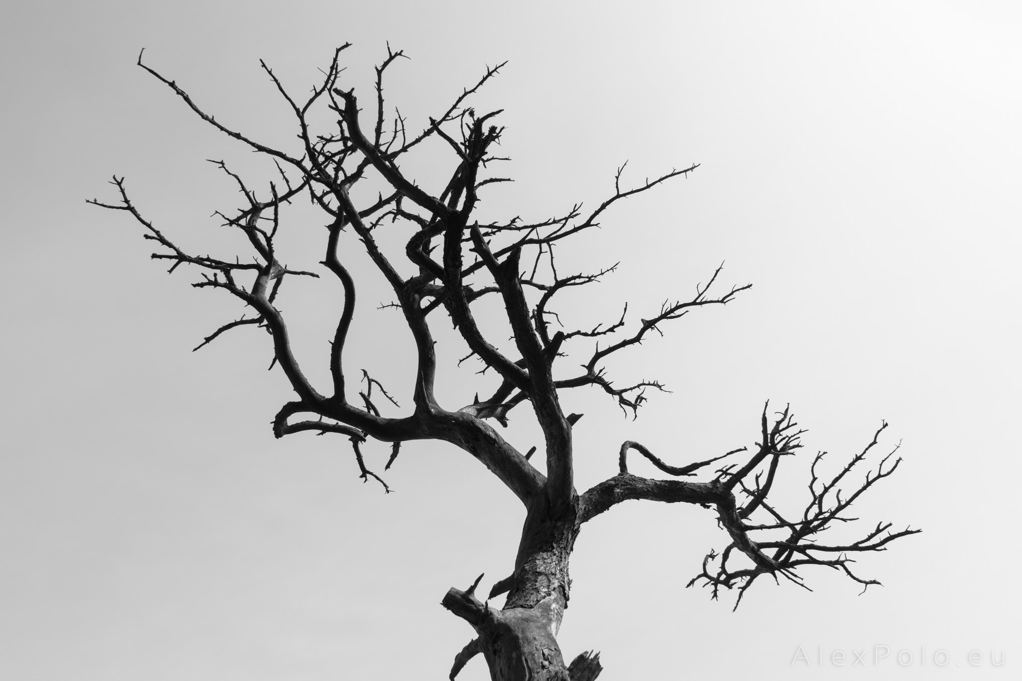 General 2048x1365 Alex Polo 500px trees monochrome dead trees minimalism simple background branch