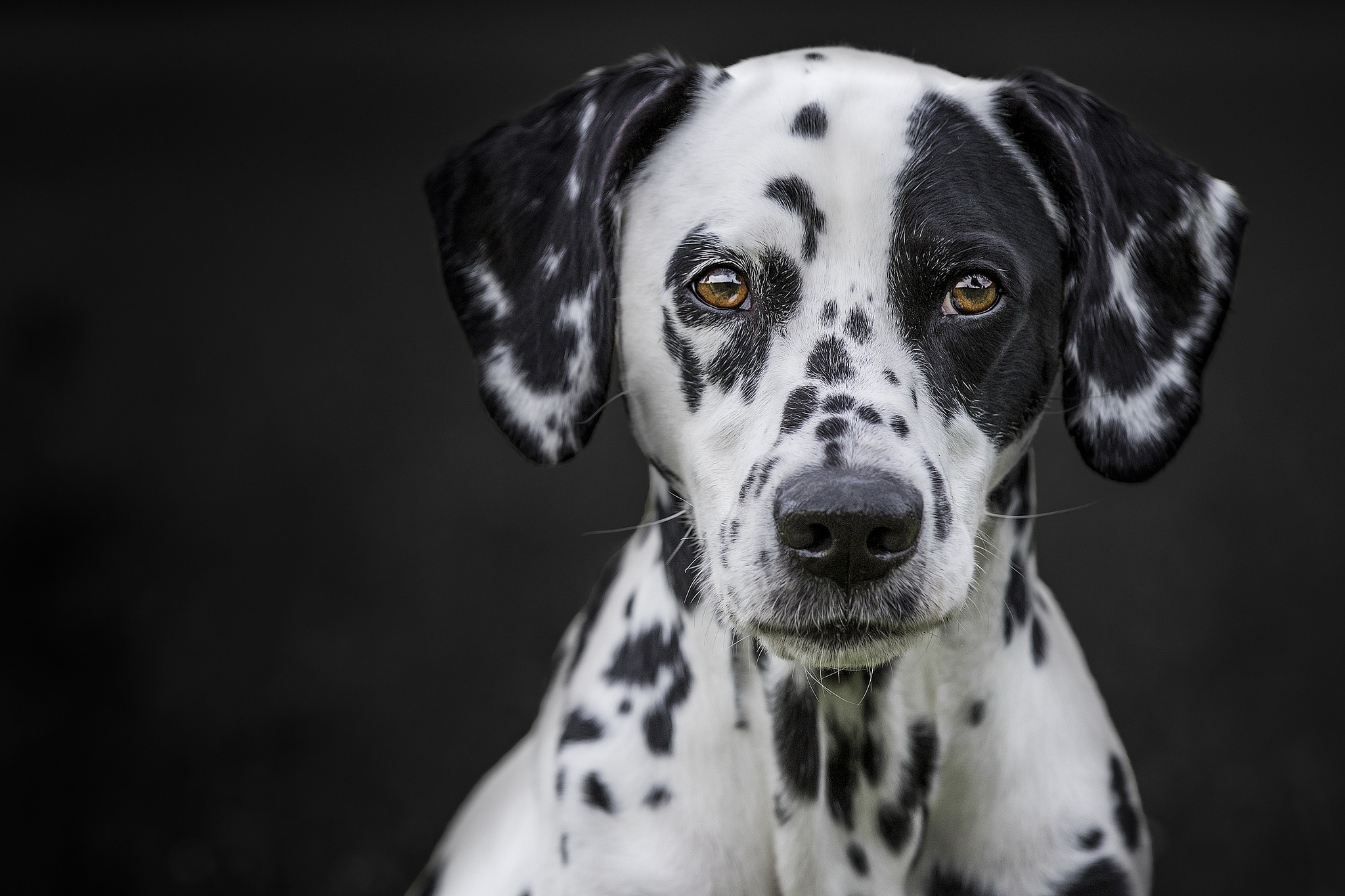 General 2048x1365 face black white dog animals pet Dalmatian closeup
