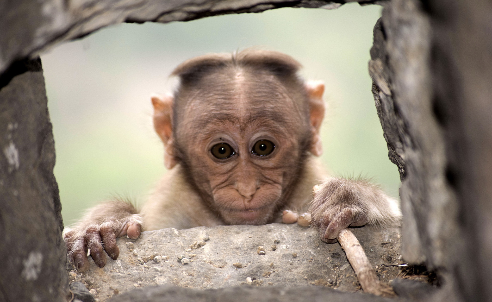 General 2047x1256 apes animals monkey brown eyes primate