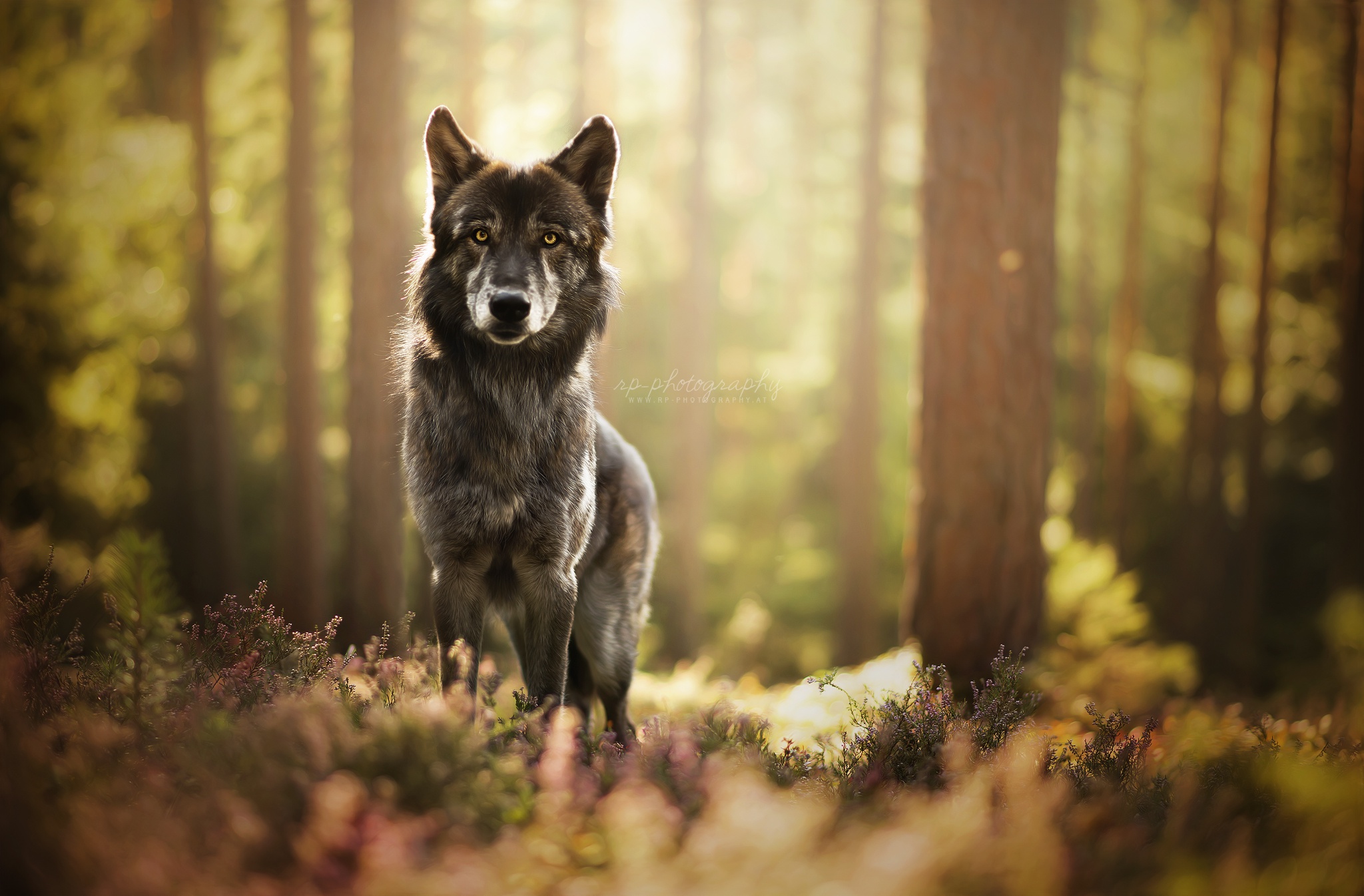 General 2048x1346 nature forest dog animals