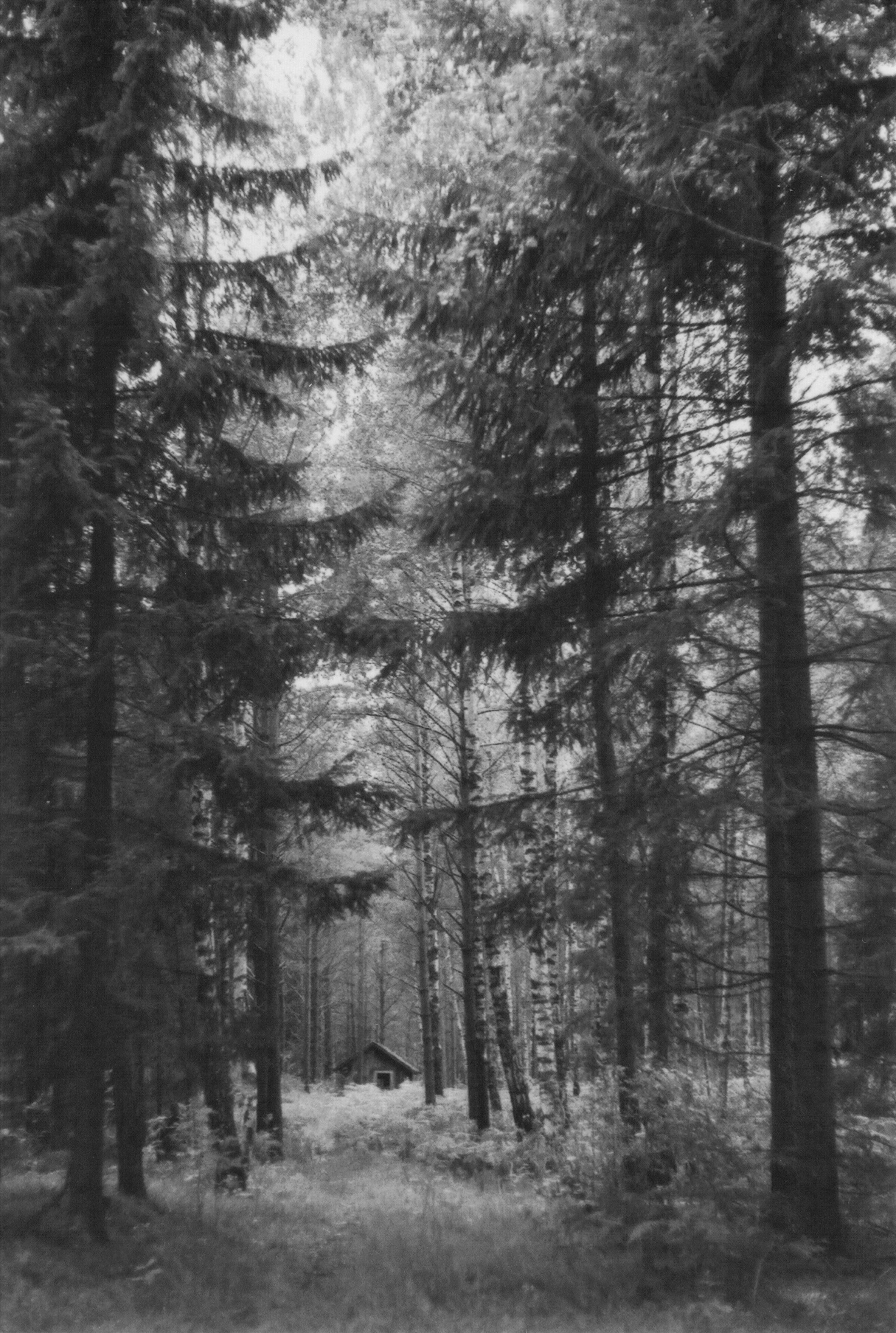 General 2369x3525 nature trees outdoors cabin monochrome deep forest forest portrait display