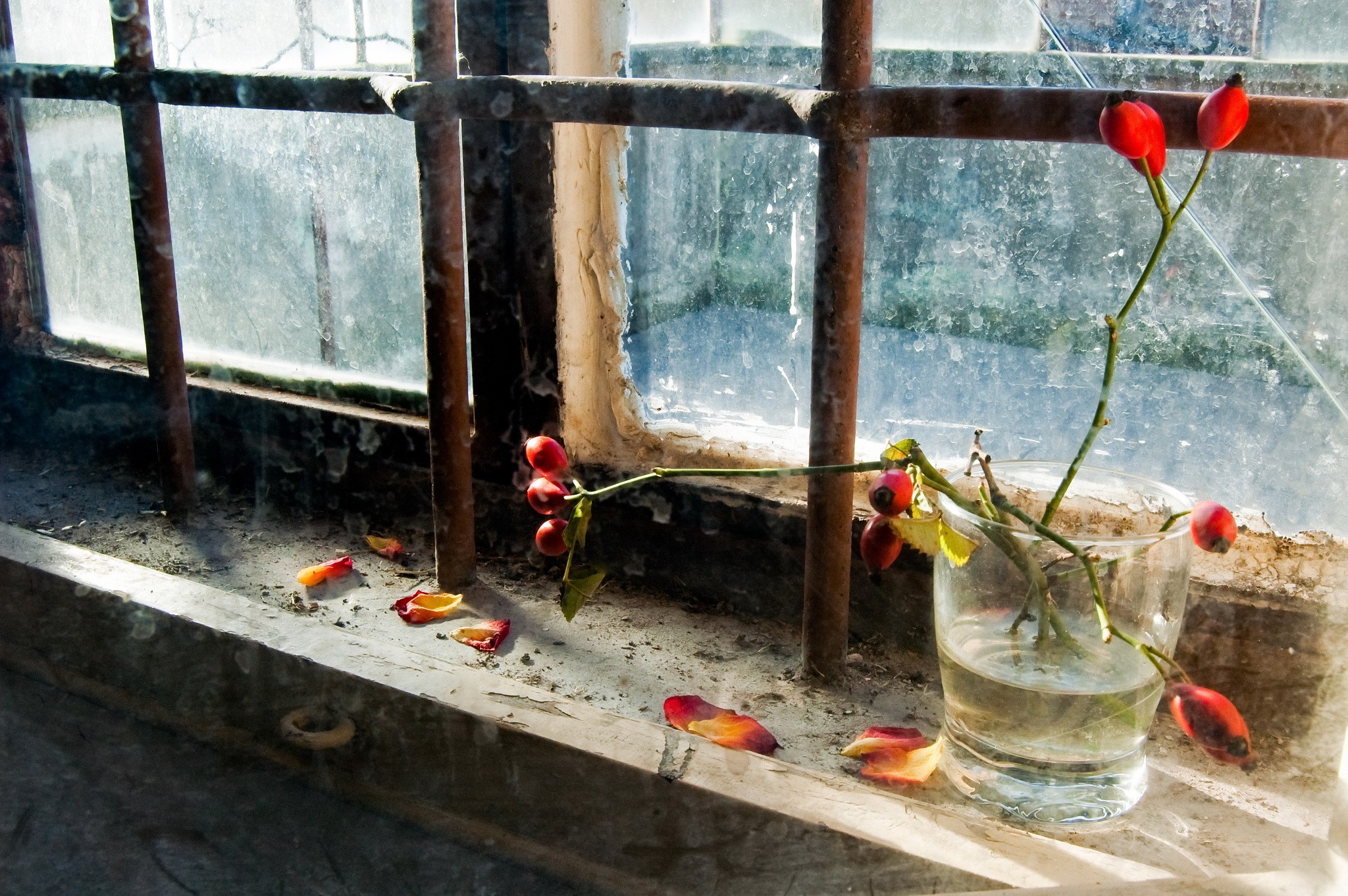 General 2048x1362 window flowers plants ruins abandoned glass metal indoors