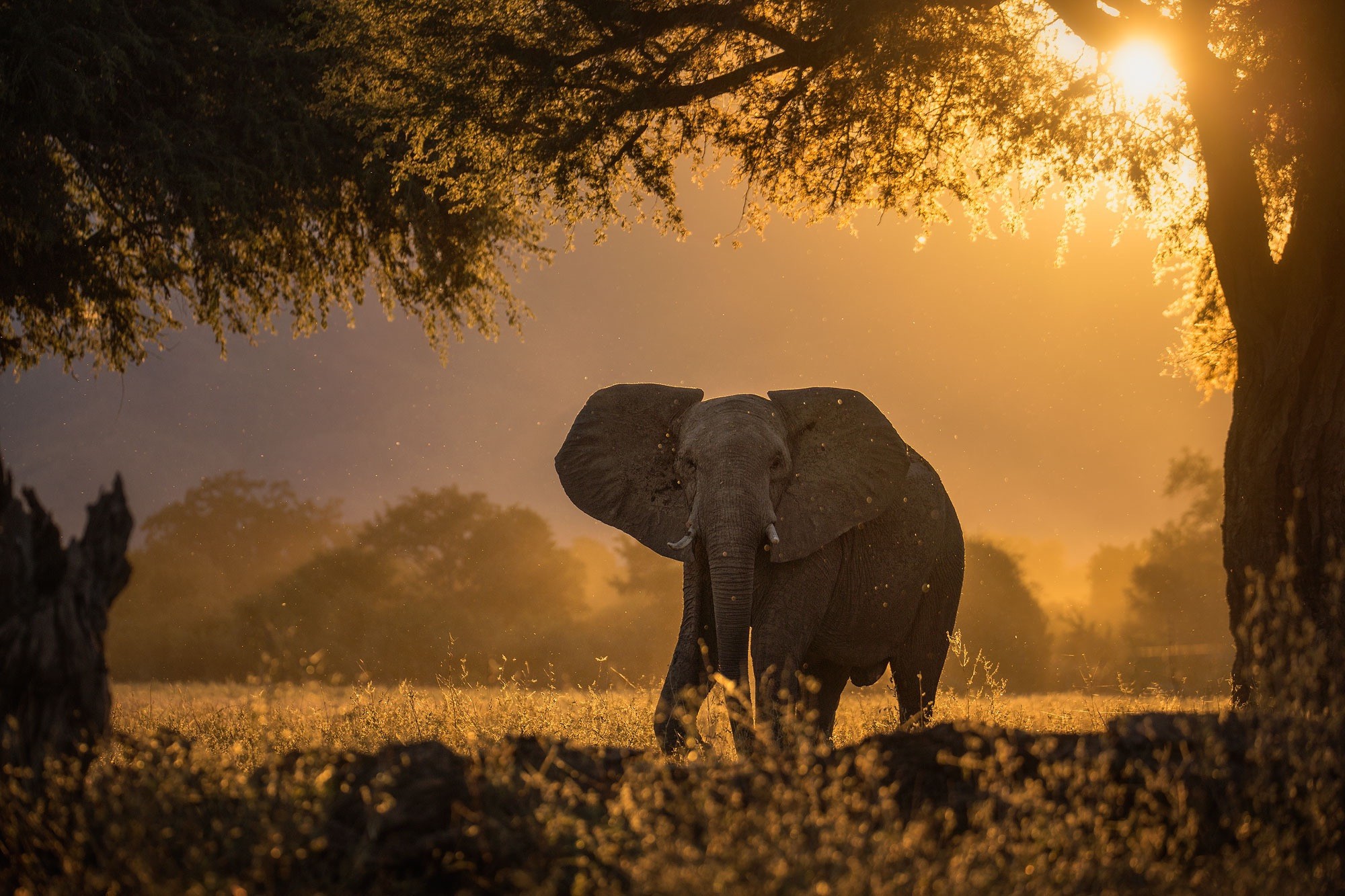 General 2000x1333 photography nature elephant trees sunset sunlight plants shadow looking at viewer bokeh animals mammals