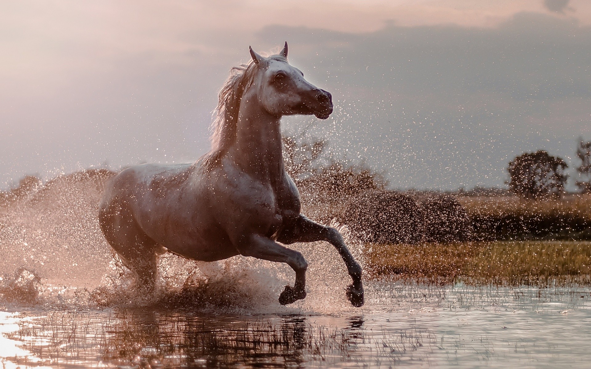 General 1920x1200 nature animals horse water outdoors running