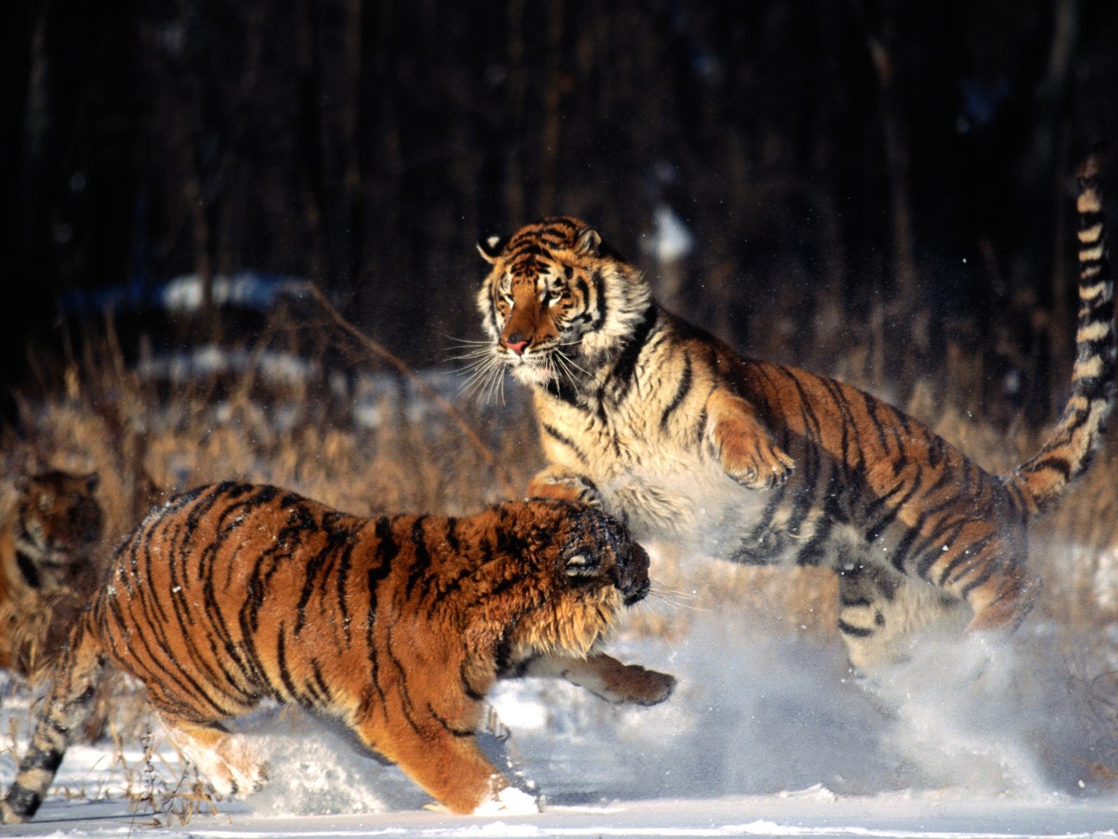 General 1600x1200 big cats fighting wildlife mammals tiger snow animals