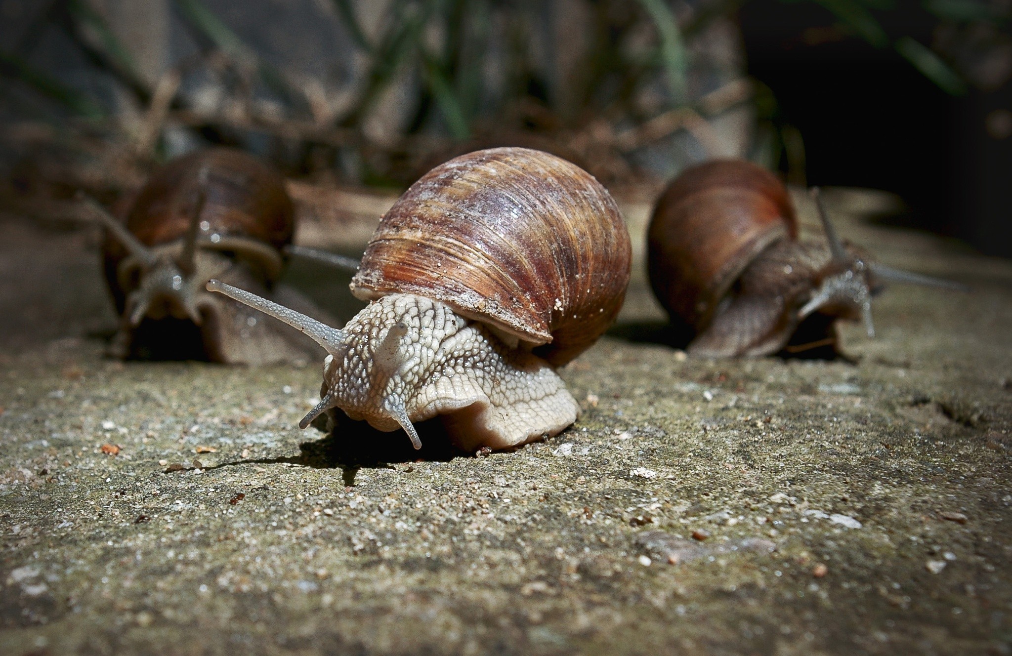 General 2048x1328 macro animals snail