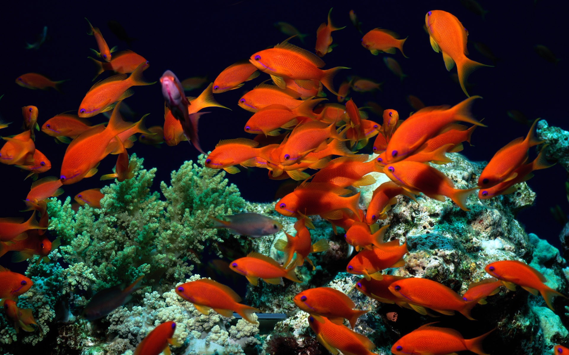 General 1920x1200 tropical fish animals colorful sea life coral fish