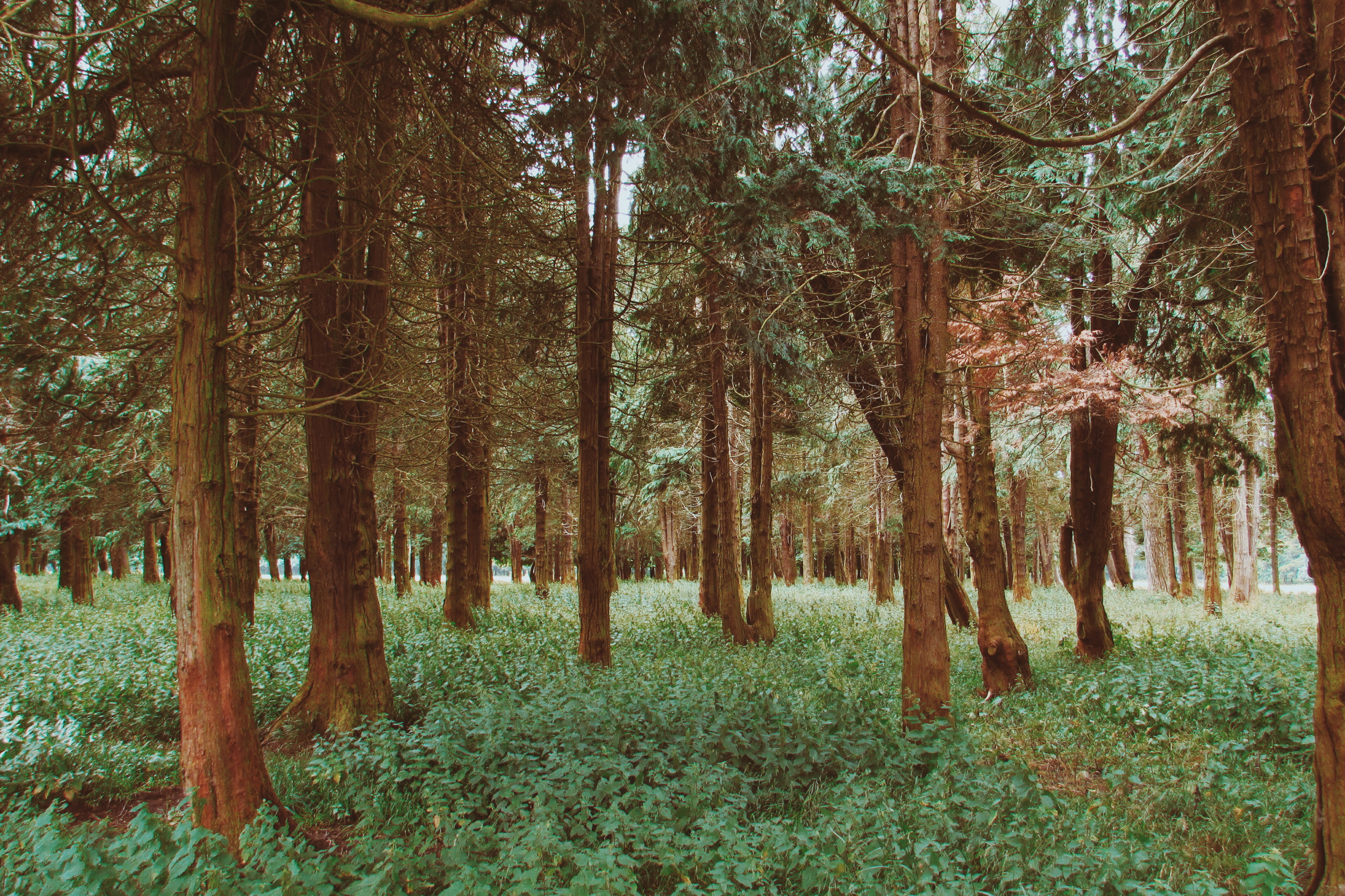 General 4000x2664 photography forest trees