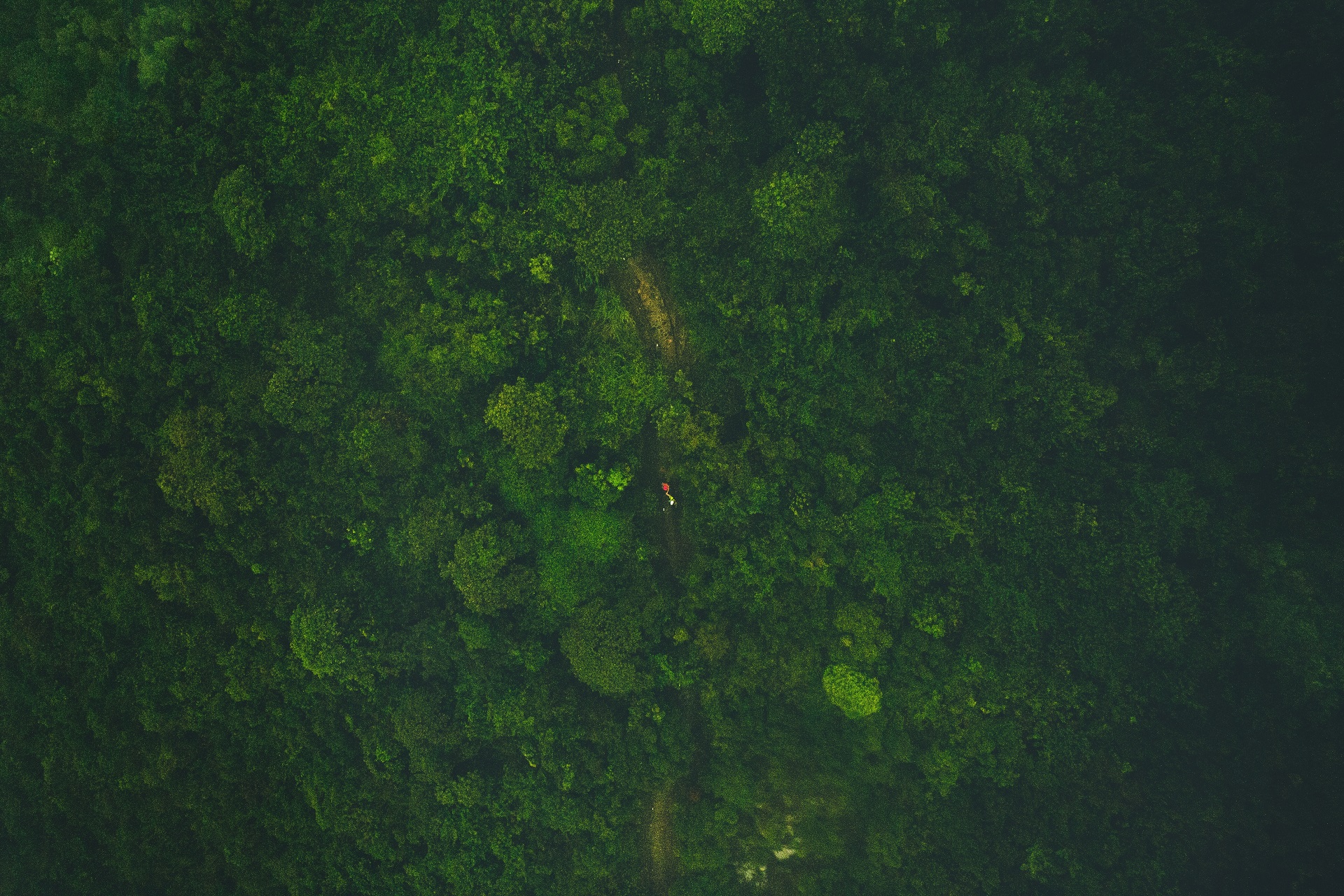General 1920x1280 nature trees forest aerial view green