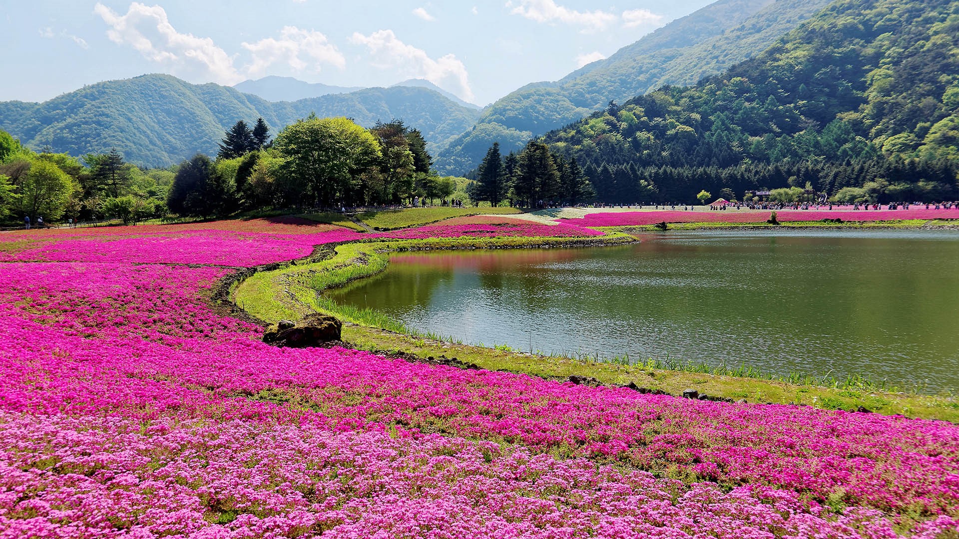 General 1920x1080 nature forest mountains trees lake pink flowers clouds Yamanashi Japan