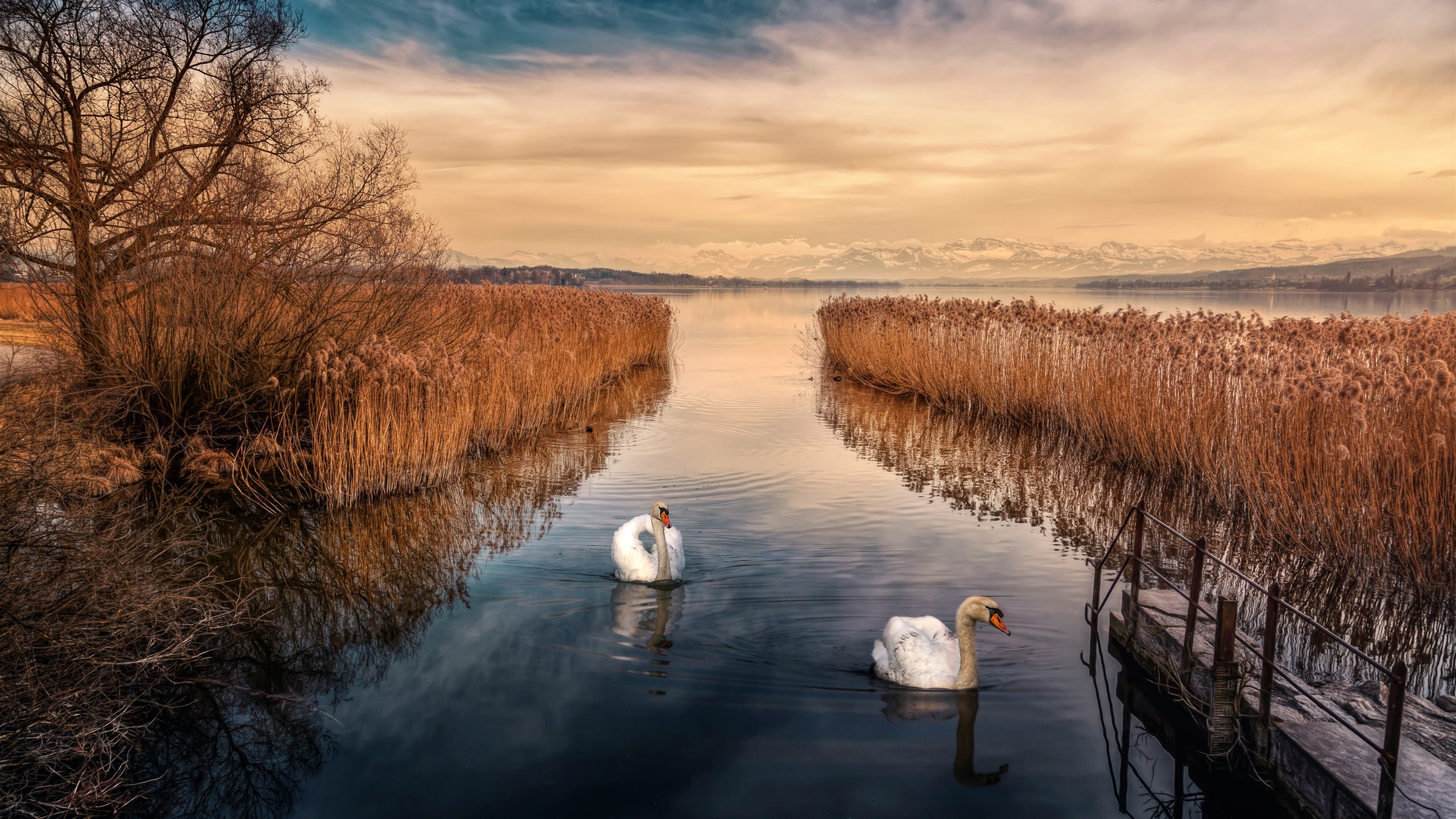 General 2560x1440 swans animals lake plants nature clouds landscape reeds water