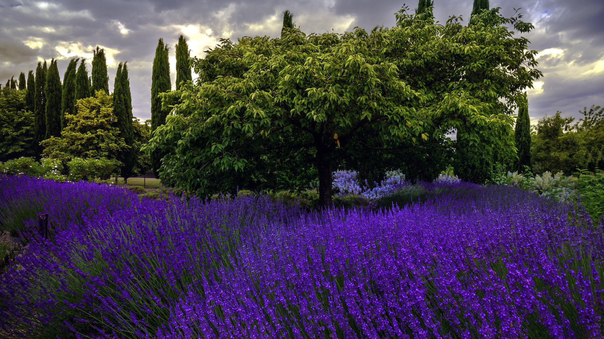 General 1920x1080 nature lavender trees flowers garden