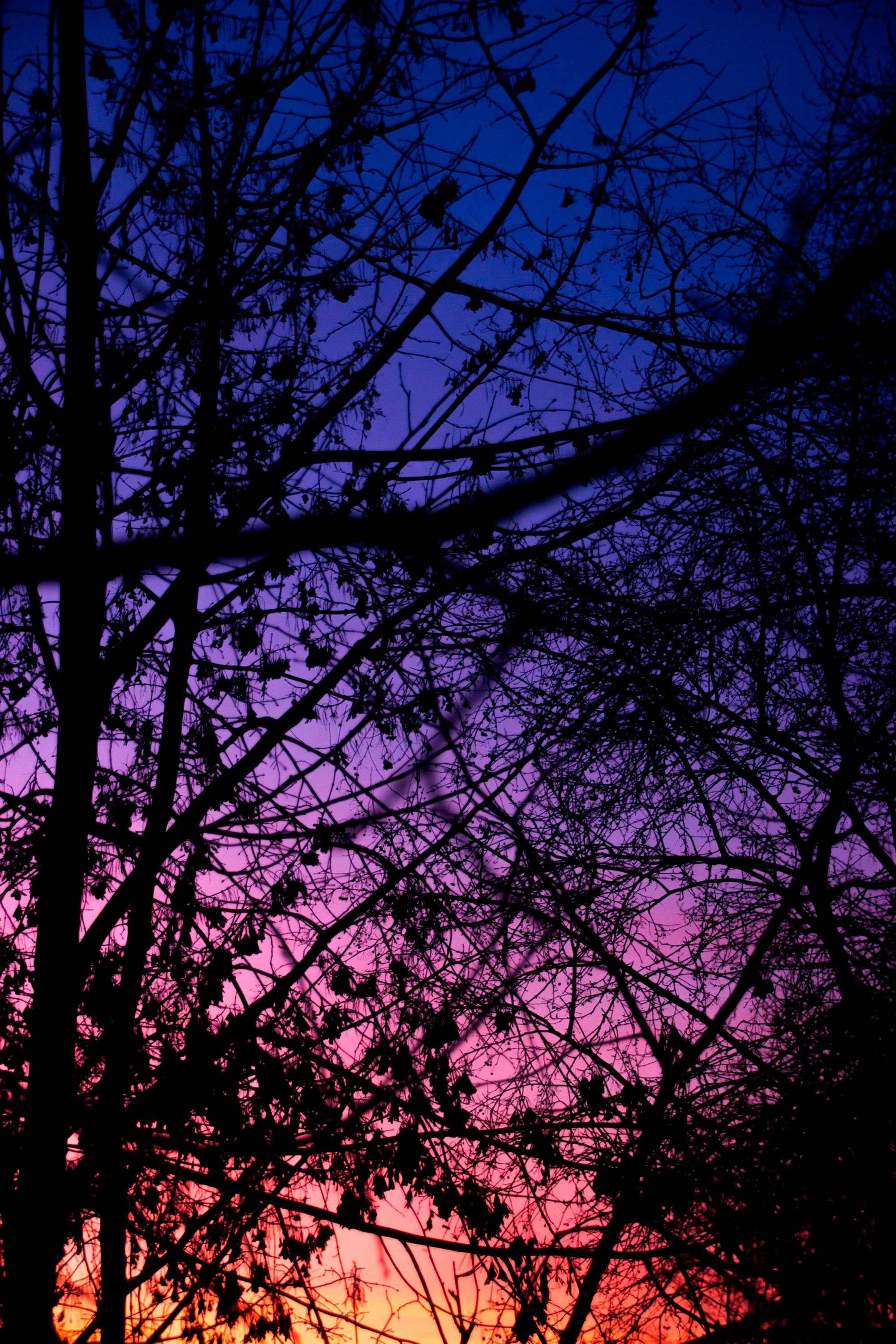 General 2000x3000 trees twigs dark plants blue purple outdoors sunlight low light portrait display