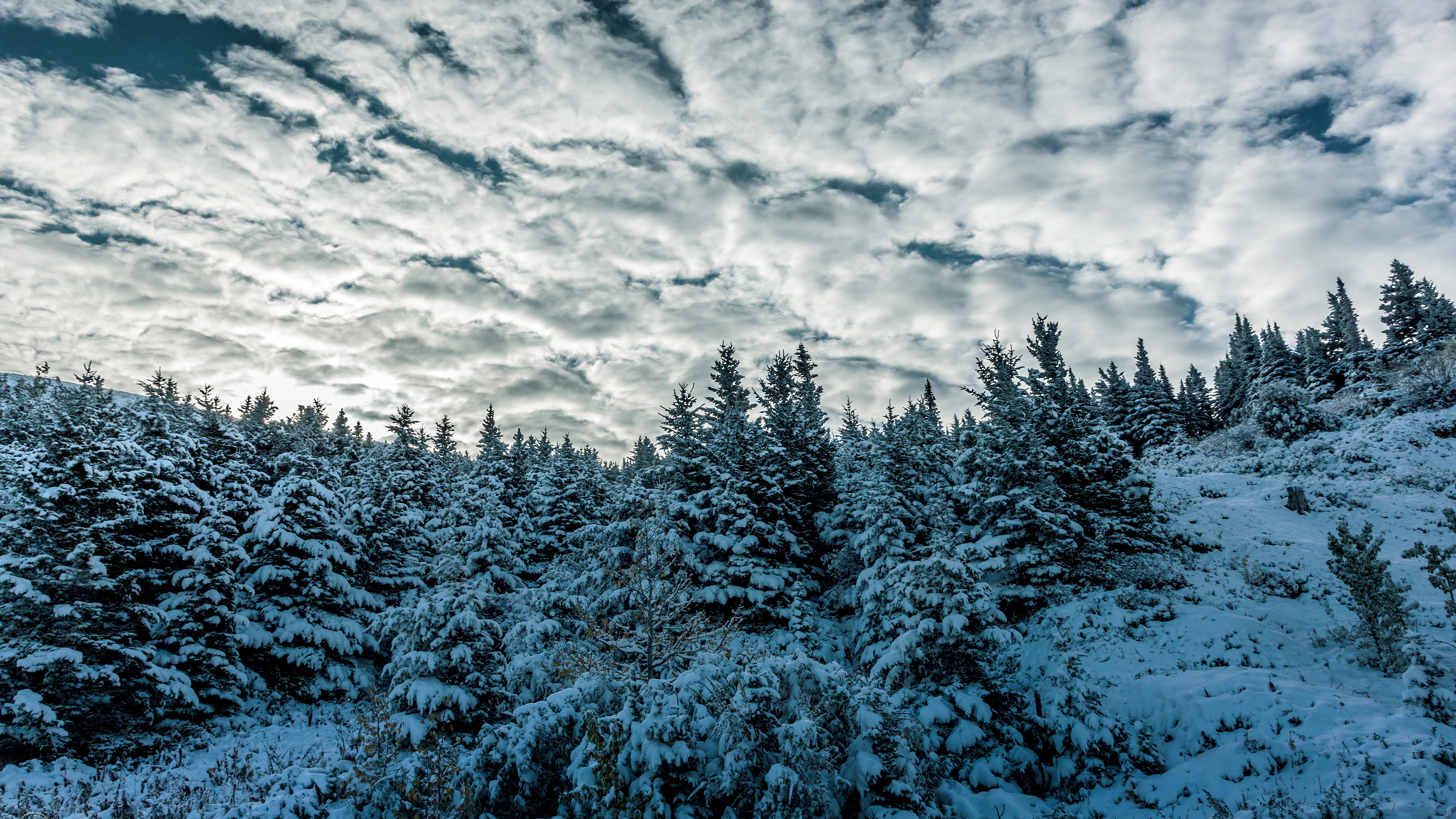 General 3840x2160 winter sky trees snow clouds nature