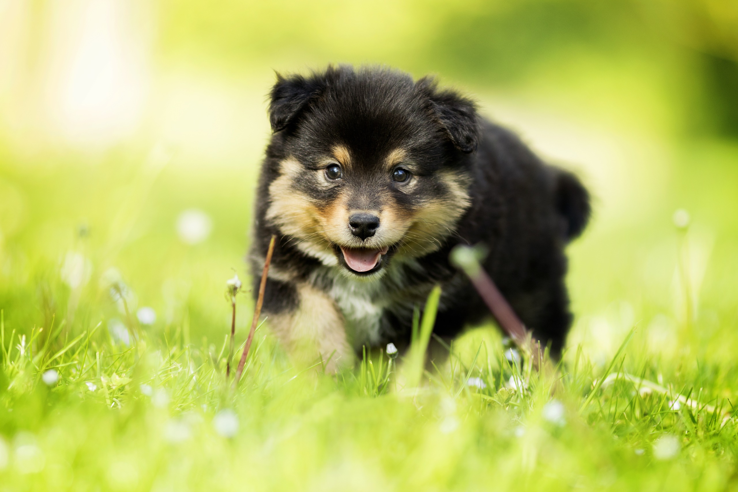 General 2560x1707 dog animals puppies pet closeup outdoors grass