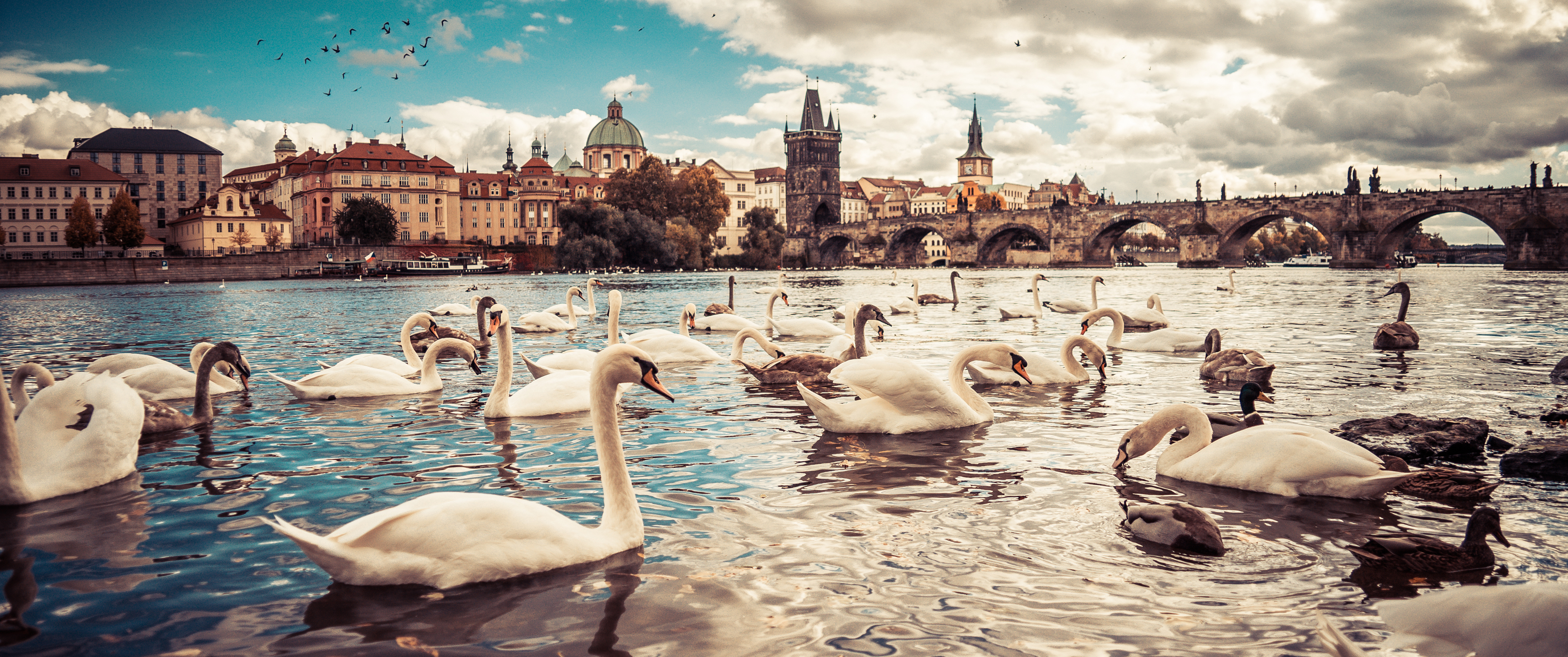 General 3440x1440 Prague Czech Republic swans animals cityscape river geese blue panorama