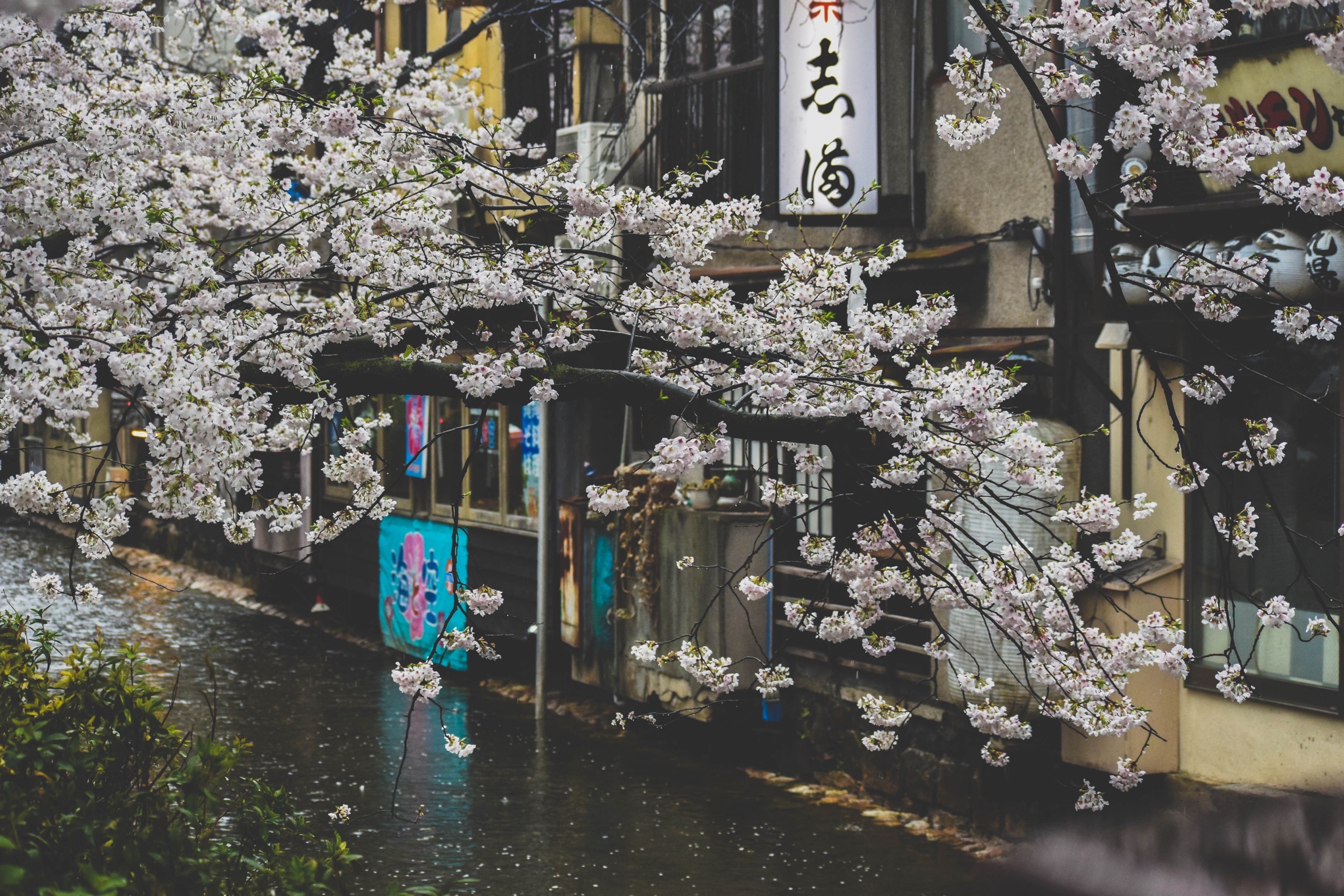 General 2304x1536 Japan street plants rain urban cherry blossom