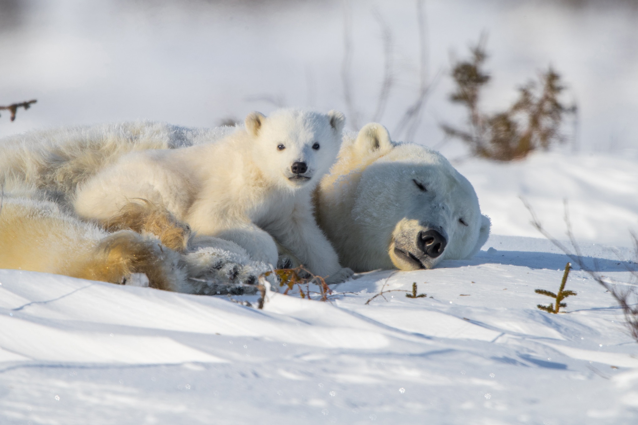 General 2048x1365 animals mammals polar bears bears snow baby animals