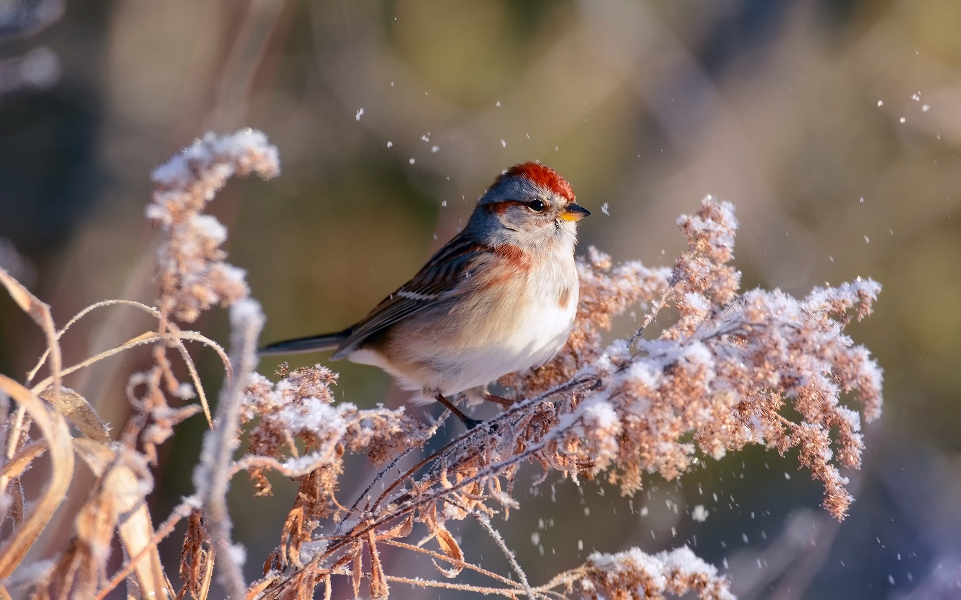 General 1920x1200 birds plants nature animals sparrow closeup