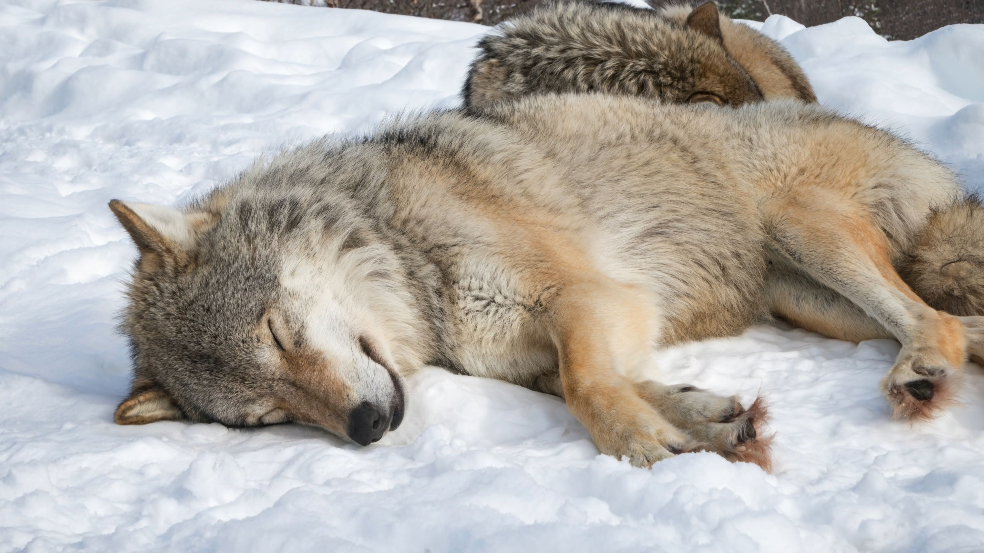 General 3840x2160 wolf animals snow mammals sleeping closeup