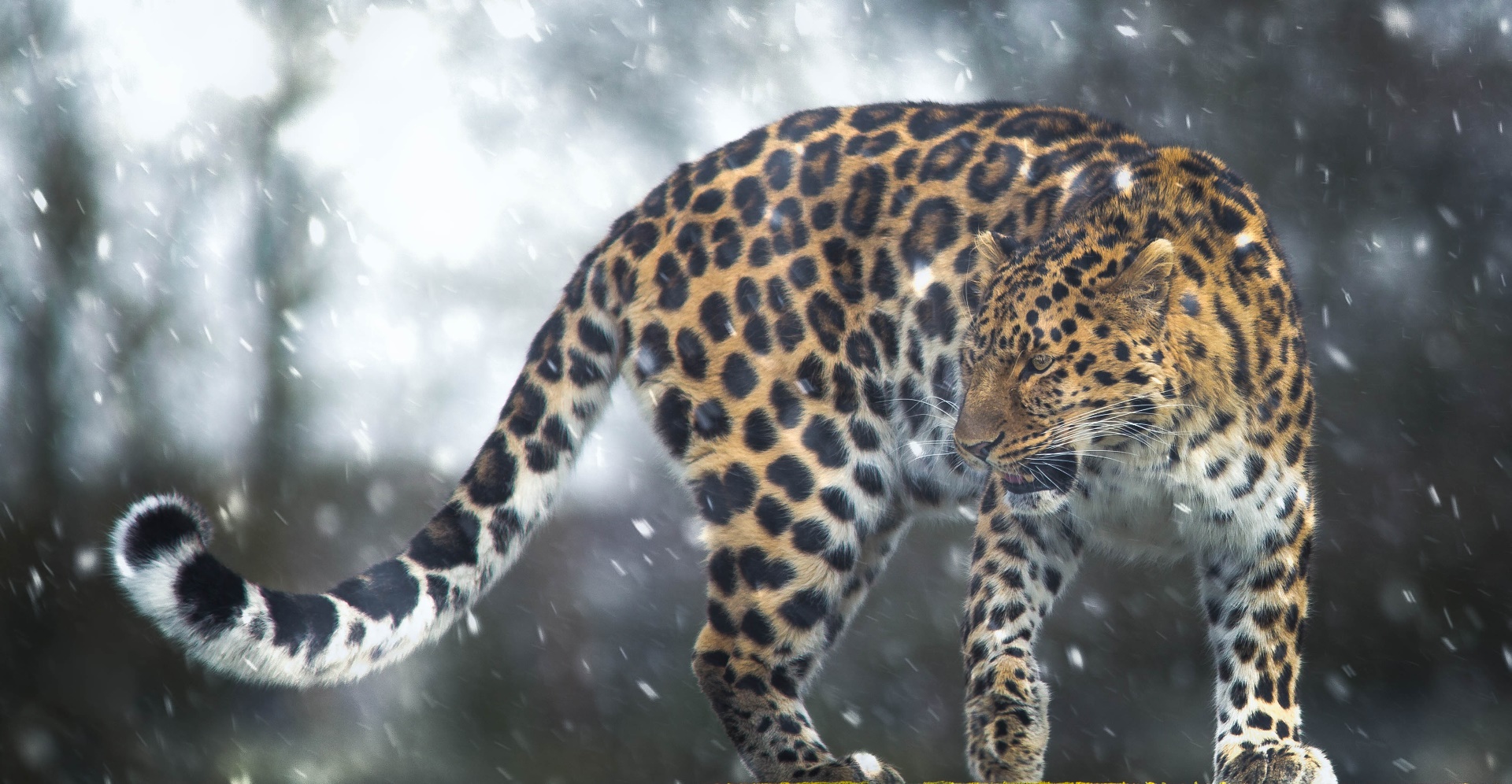 General 1920x996 leopard big cats animals mammals cats feline snow outdoors winter