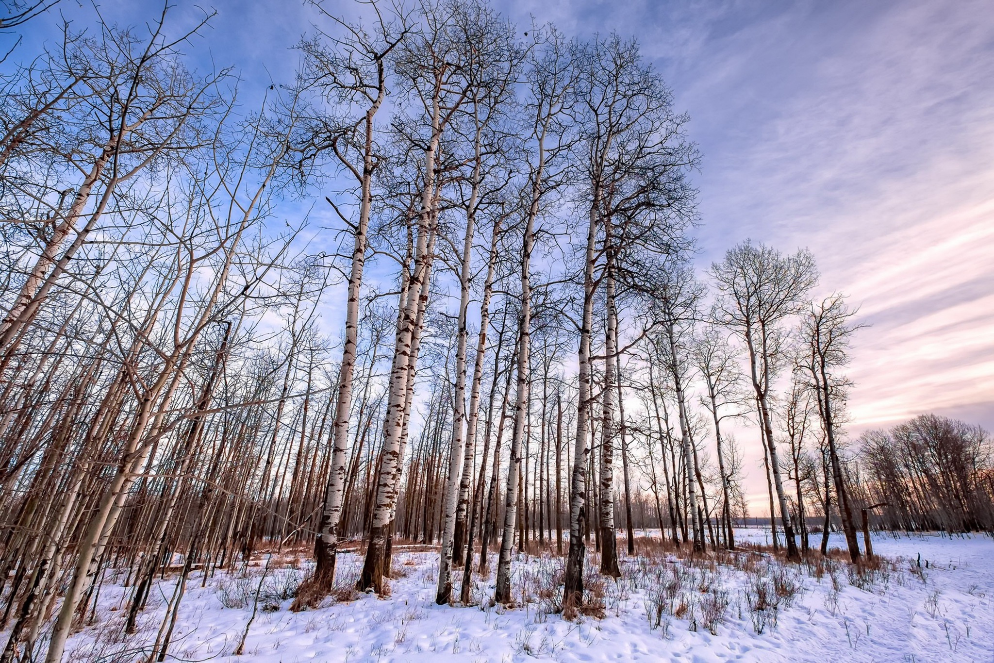 General 2048x1366 nature winter trees snow