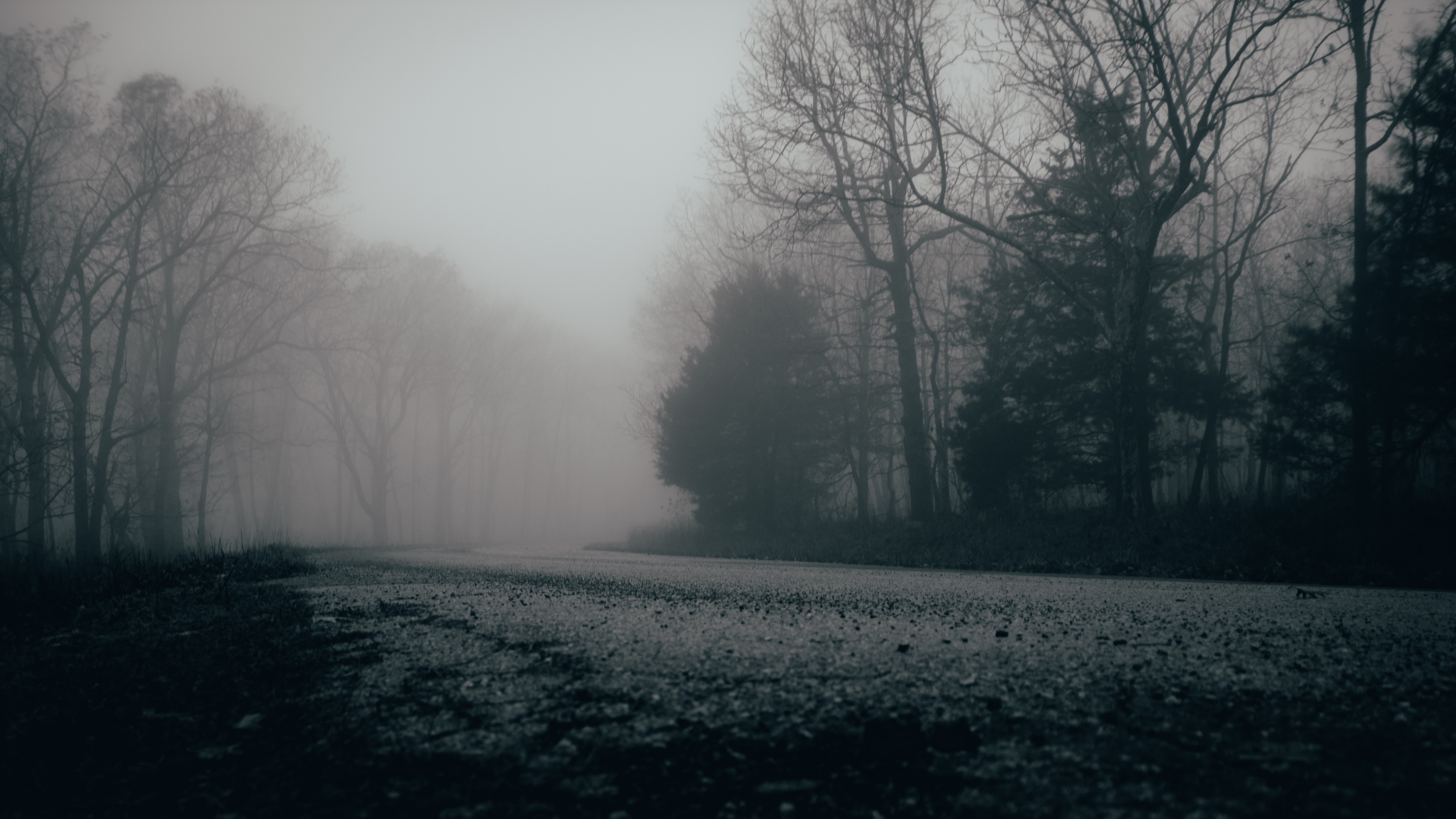 General 4660x2621 mist gloomy gray trees nature forest low light road