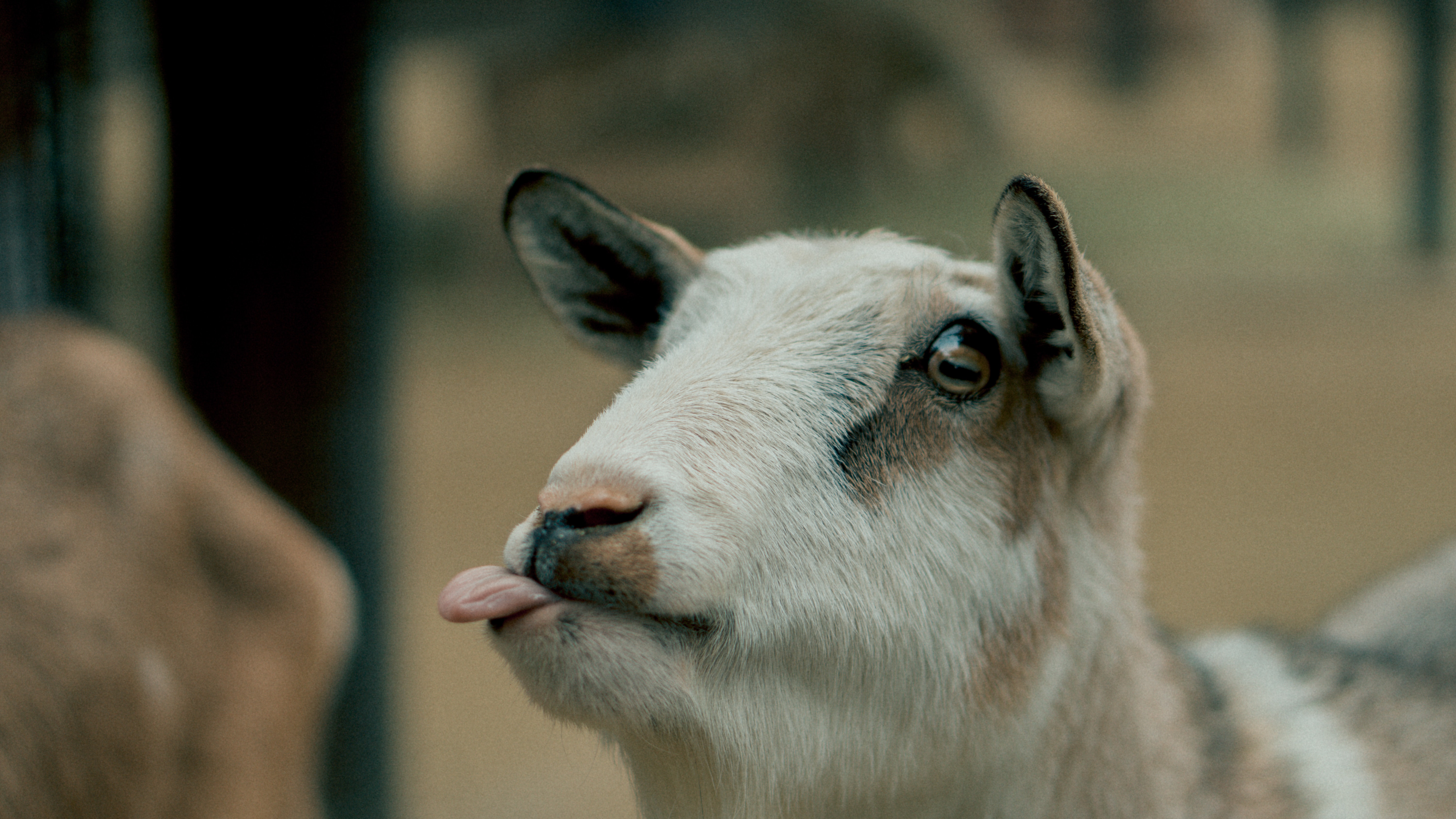 General 6000x3376 goats animal eyes animal ears tongue out depth of field