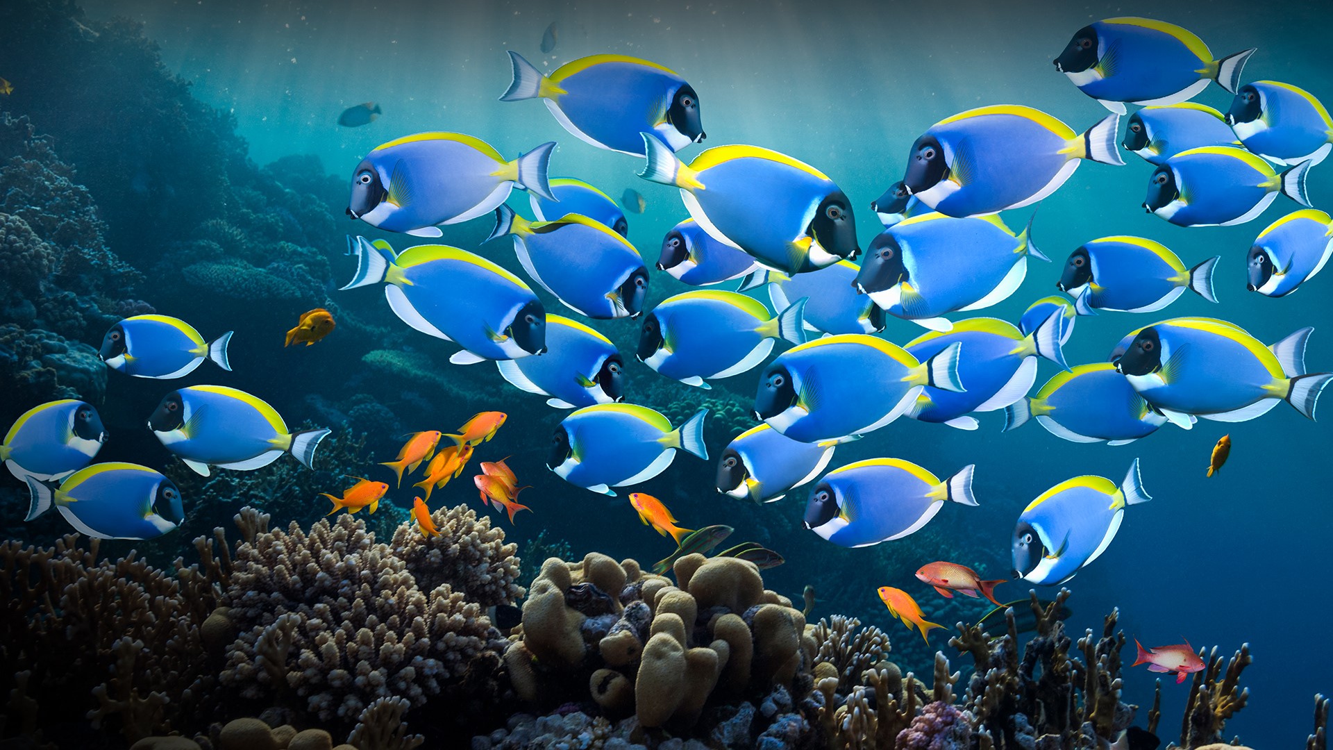 General 1920x1080 nature fish coral coral reef water underwater red sea Egypt Powder Blue Tang